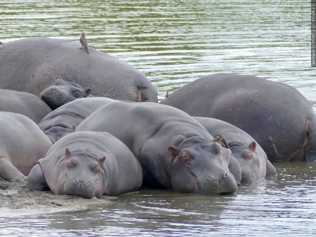 Baby pygmy hippo Moo Deng is Thailand's