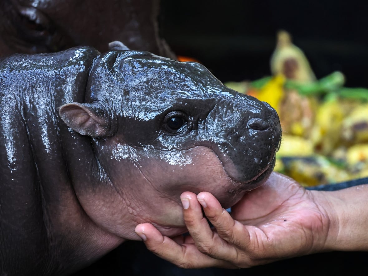 favourite baby hippo. CBC