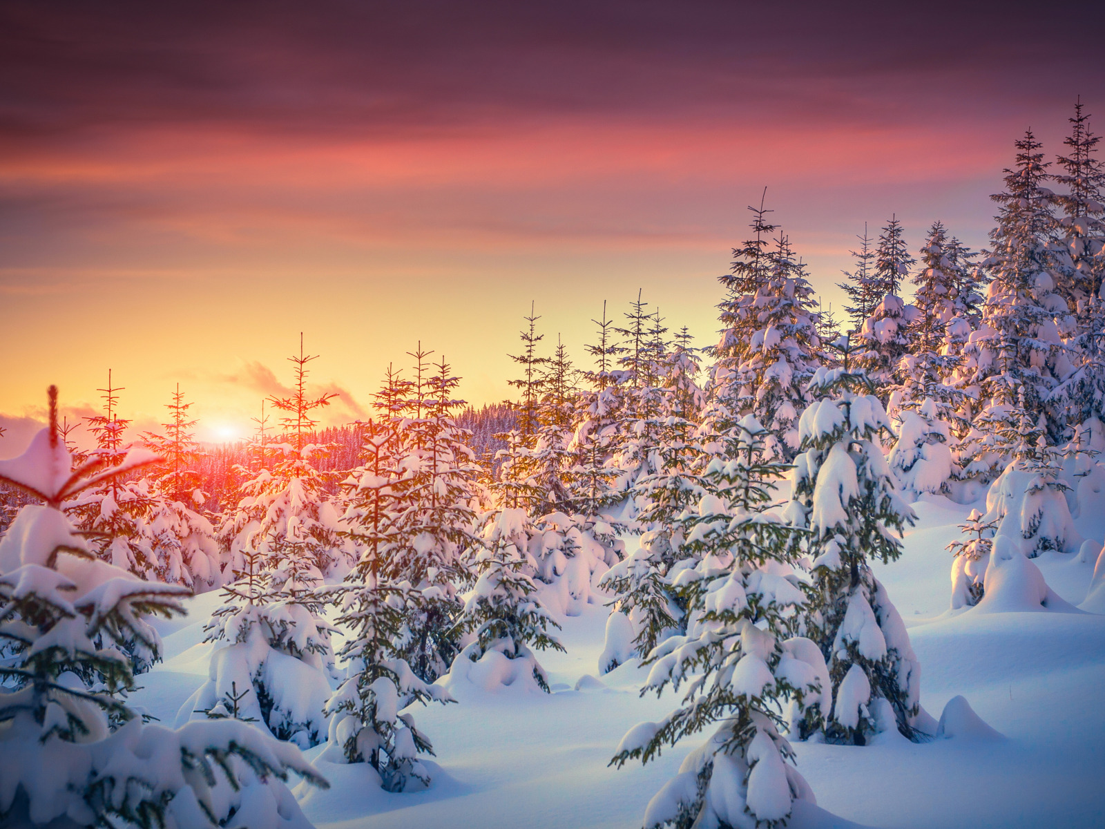 Download wallpaper winter, snow, trees