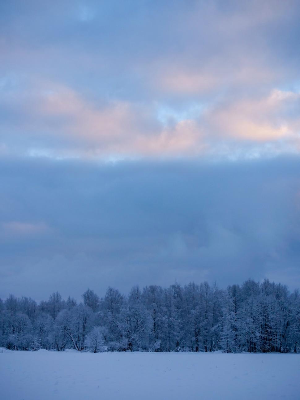 Snow Covered Trees At Dusk