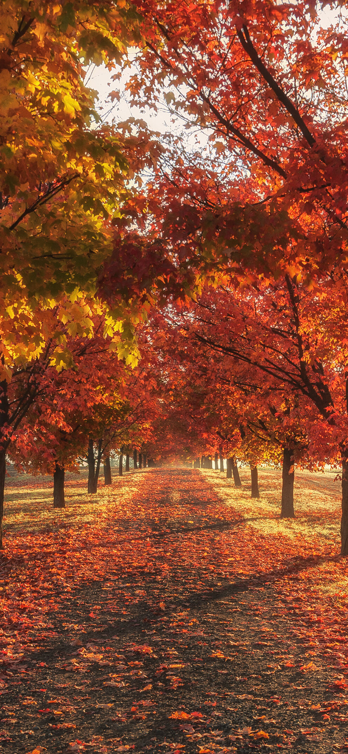 Fall Wallpaper