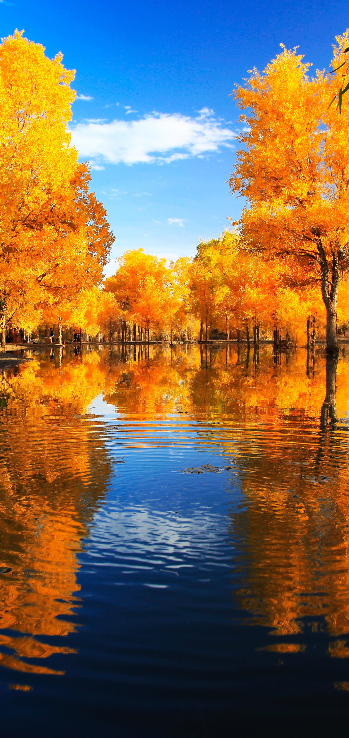 Download Landscape Reflection Park
