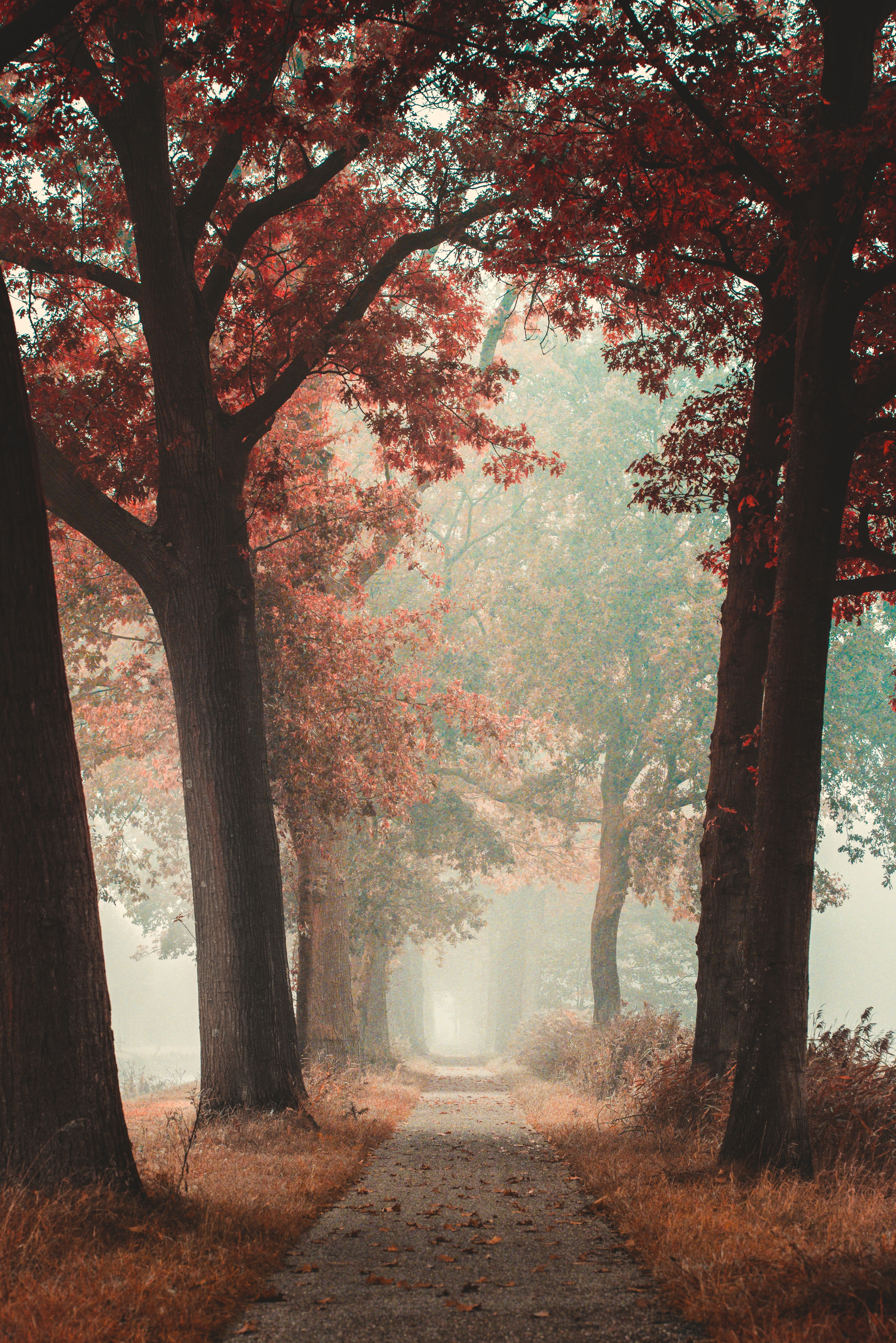 Download Autumn wallpaper for mobile