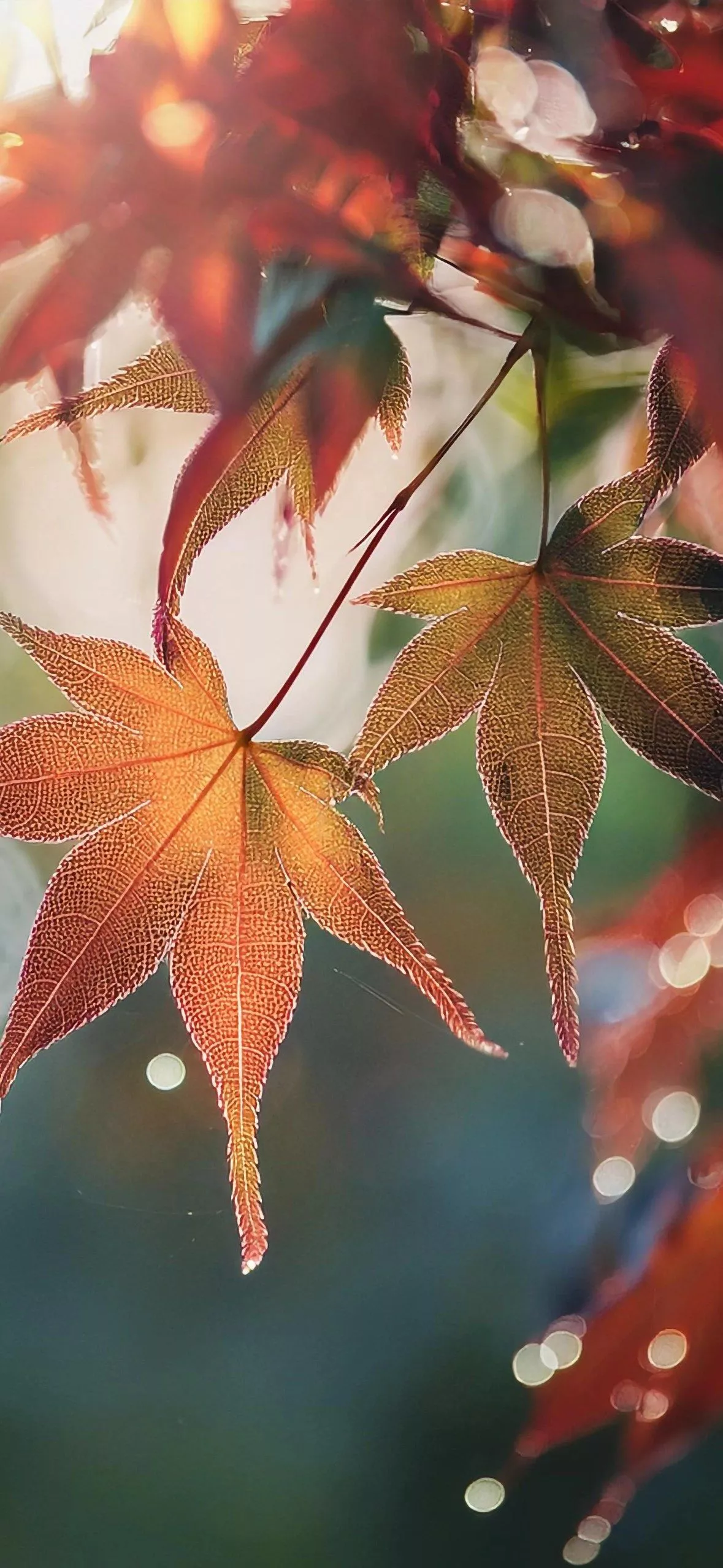 Download Fall Wallpaper for iPhone