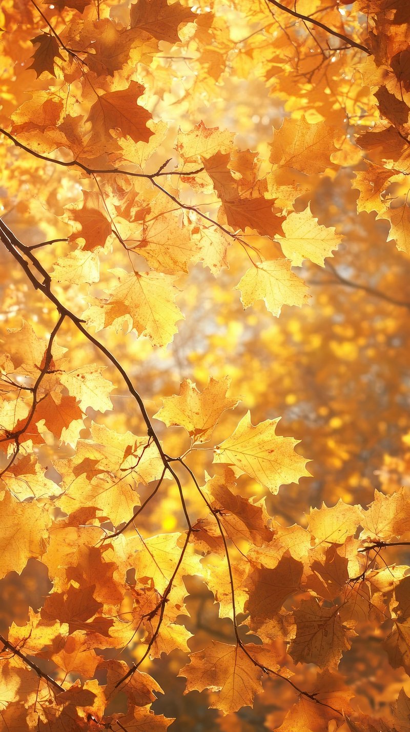 iPhone Wallpaper Autumn Image Wallpaper