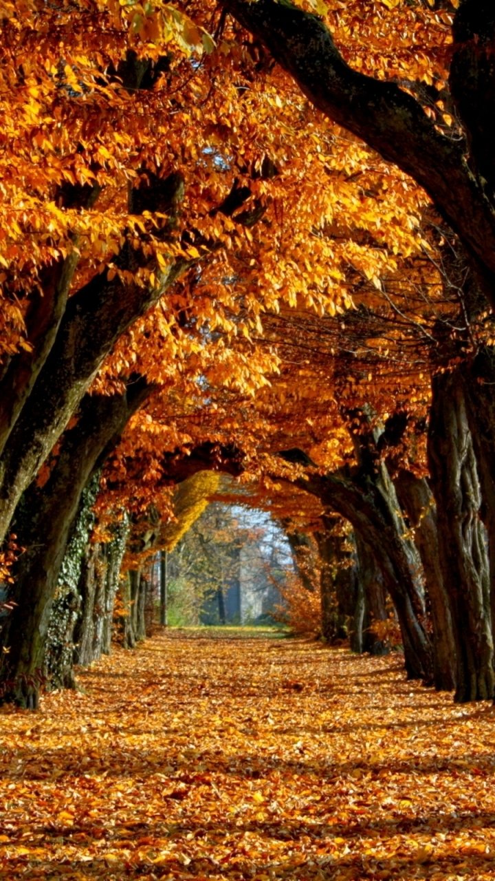 Download Nature Fall Phone Wallpaper