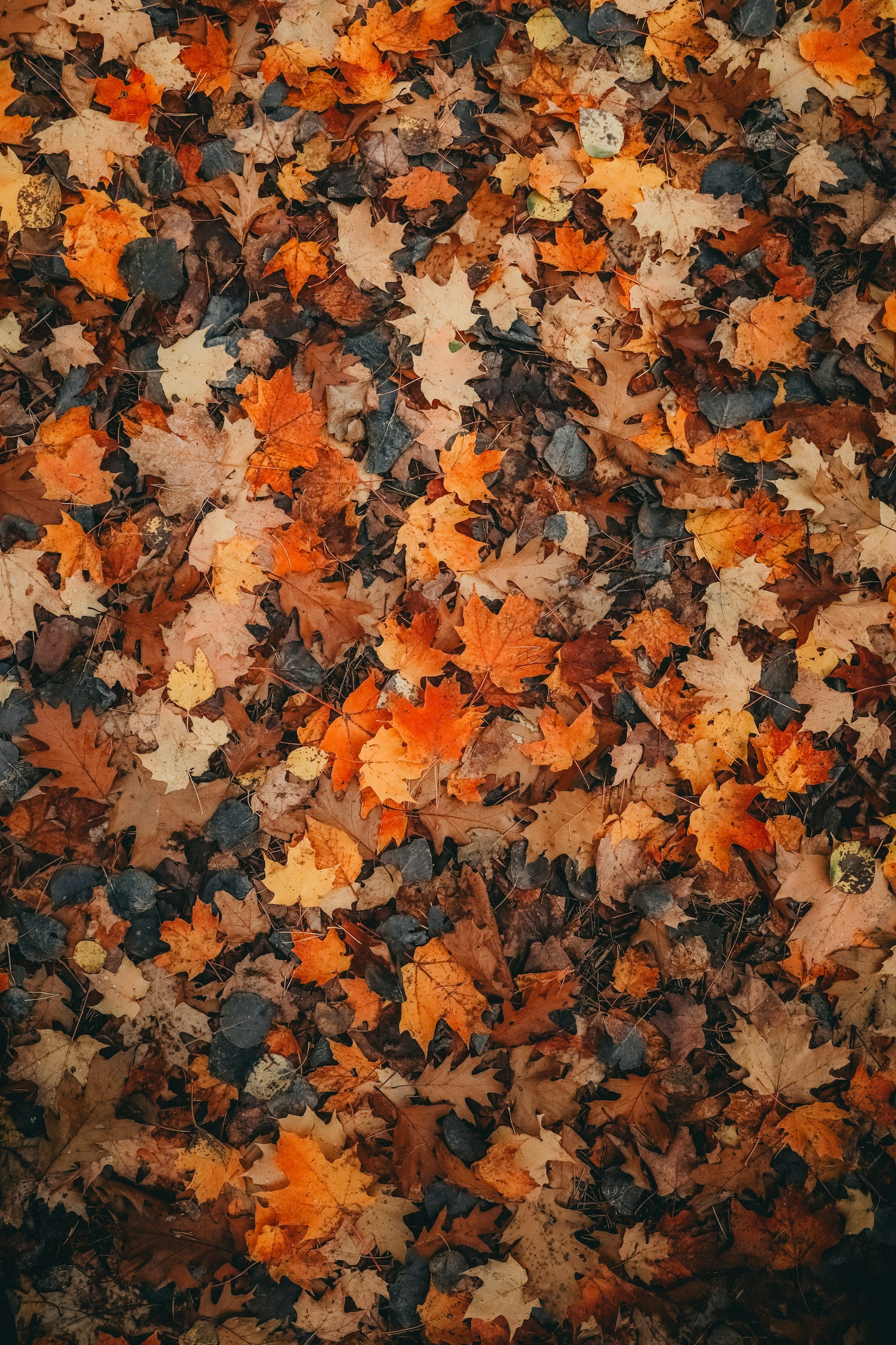 fall wallpaper on Tumblr