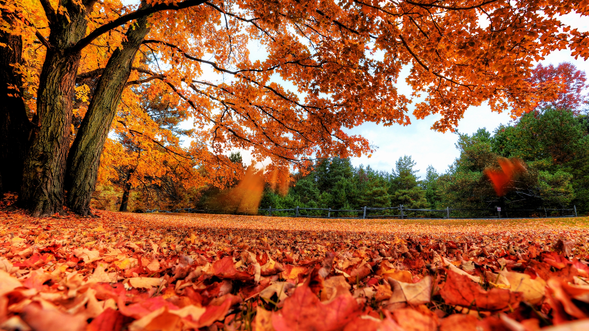 Fall clean up Physical Therapy