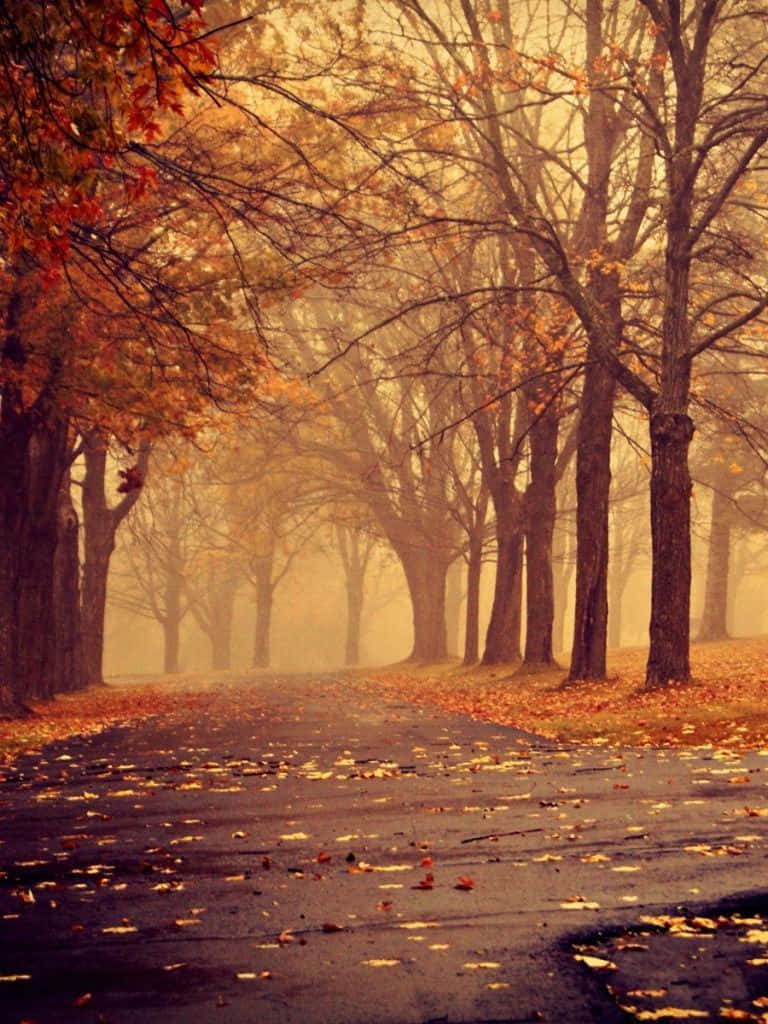Download Enjoy the Fall Scenery with Your iPad Wallpaper