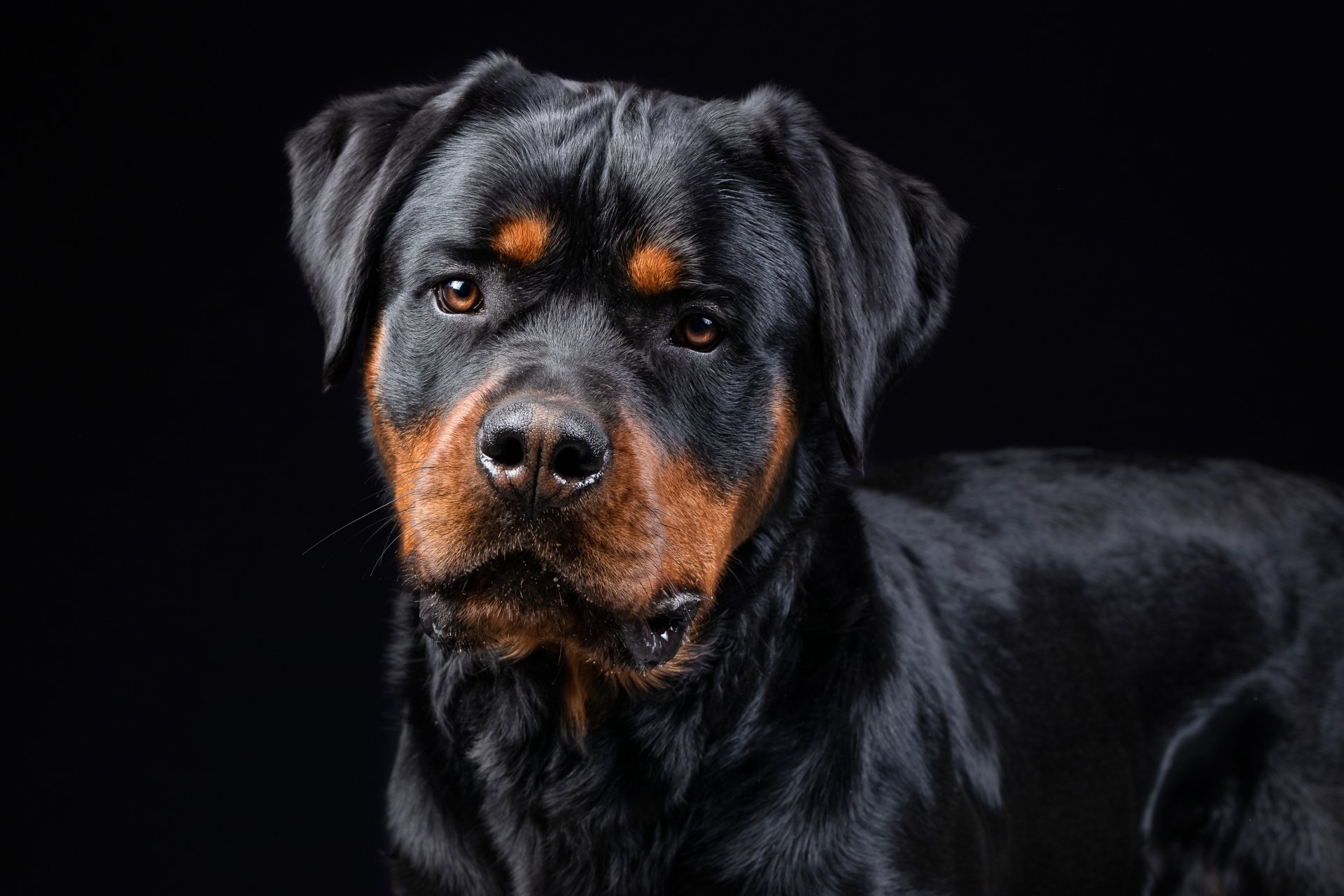 Download Dog Animal Rottweiler HD Wallpaper