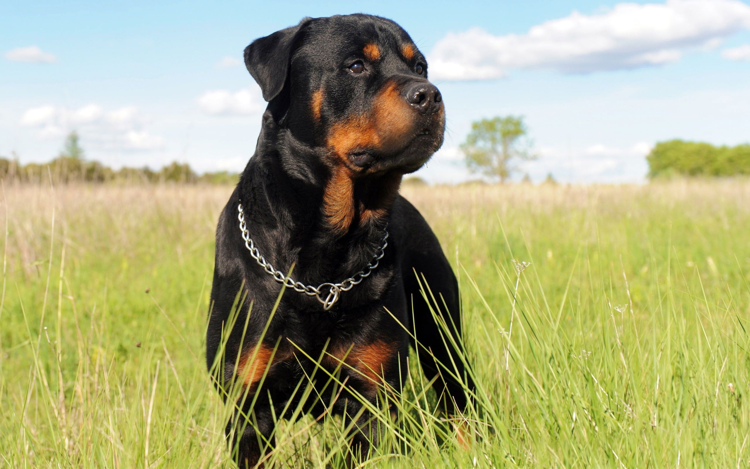 Wallpaper Rottweiler Dog, Black