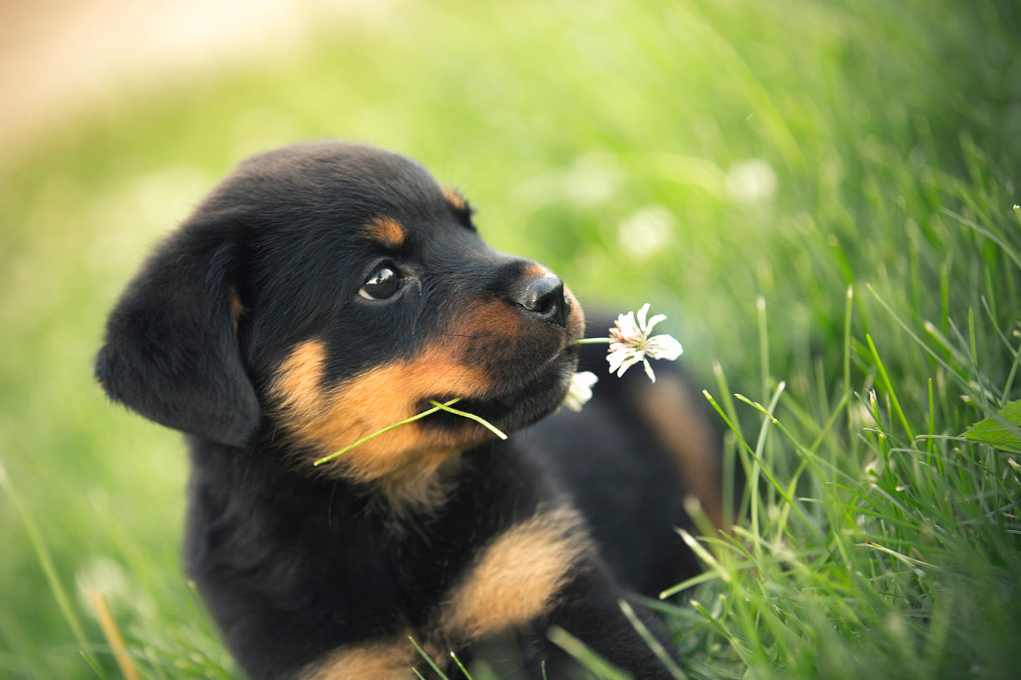 Cute Rottweiler Puppy HD Wallpaper