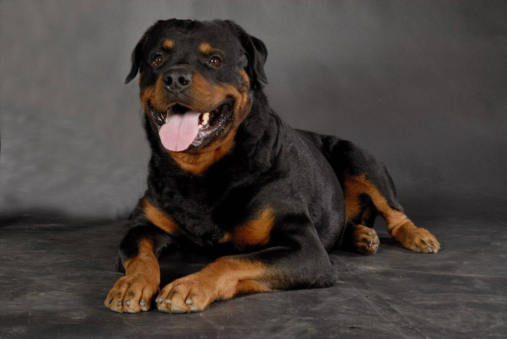 Rottweiler Puppy Photohoot Wallpaper