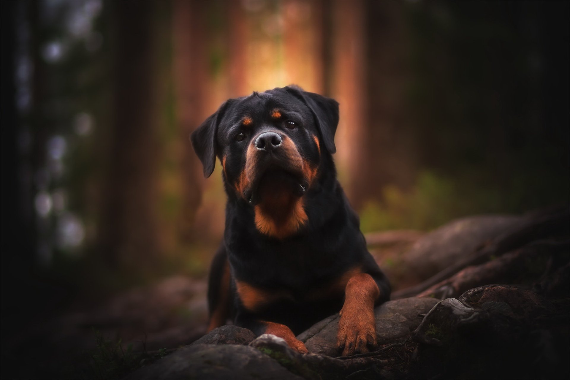 Dog Animal Rottweiler HD Wallpaper