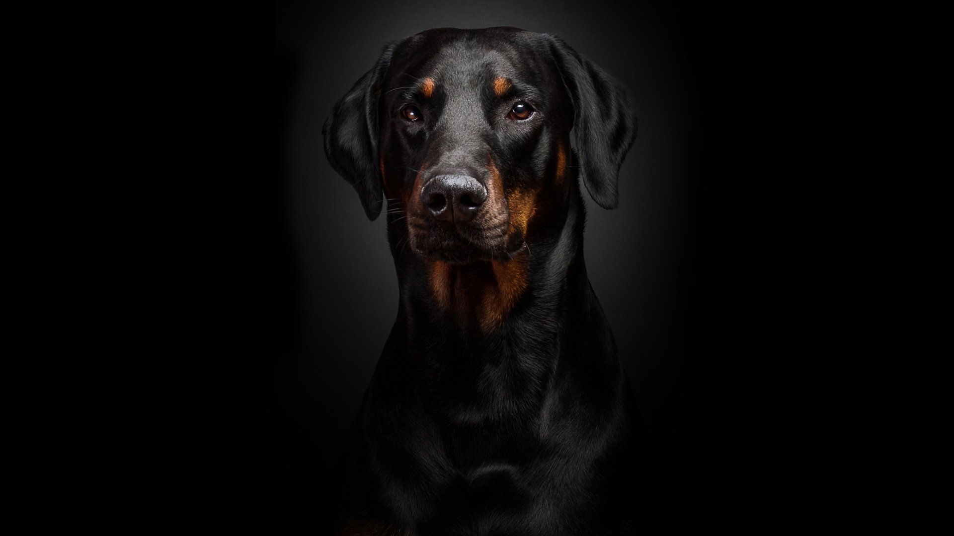 Stunning Rottweiler Close Up