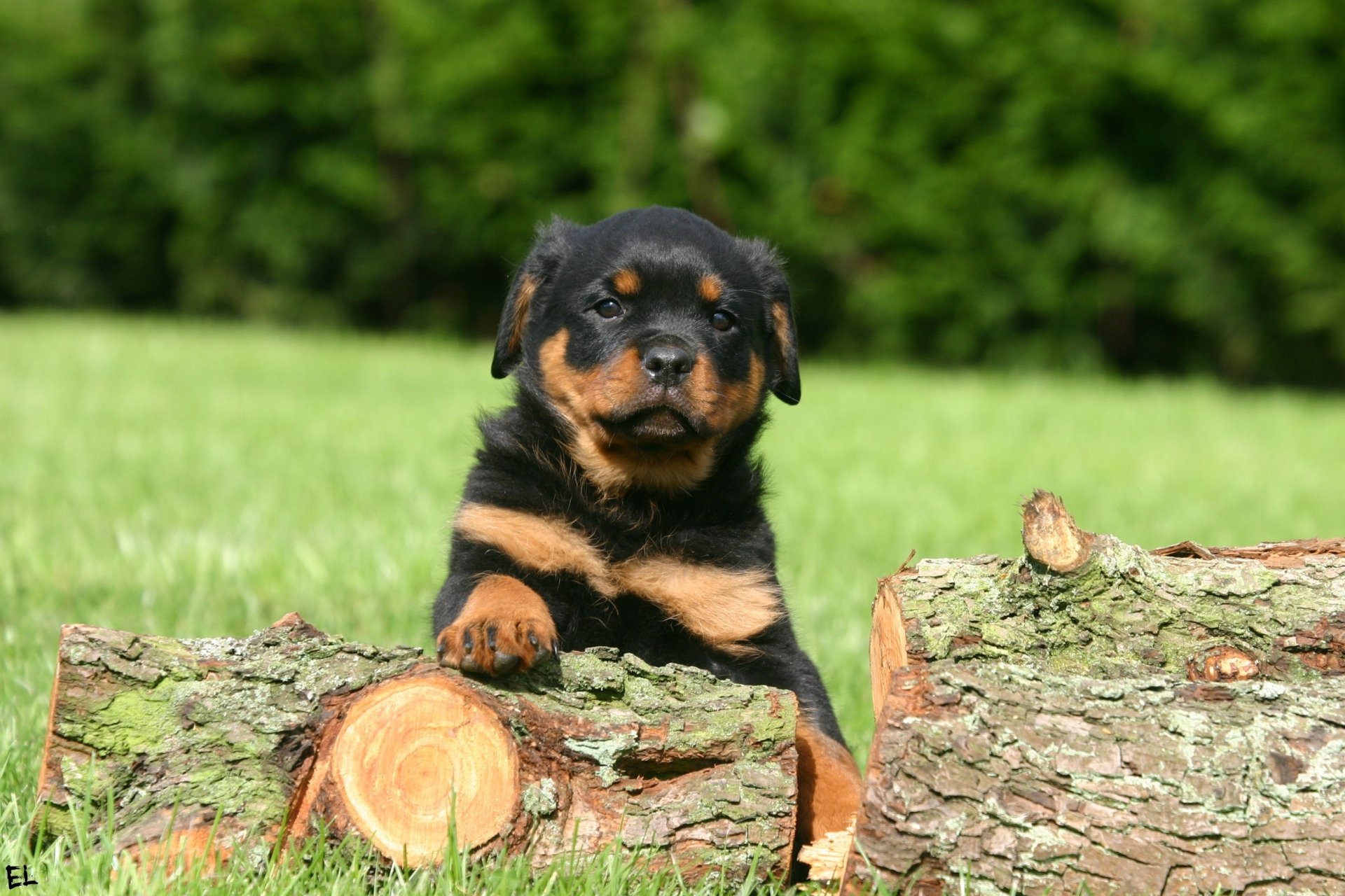 Adorable Rottweiler Puppy HD Wallpaper