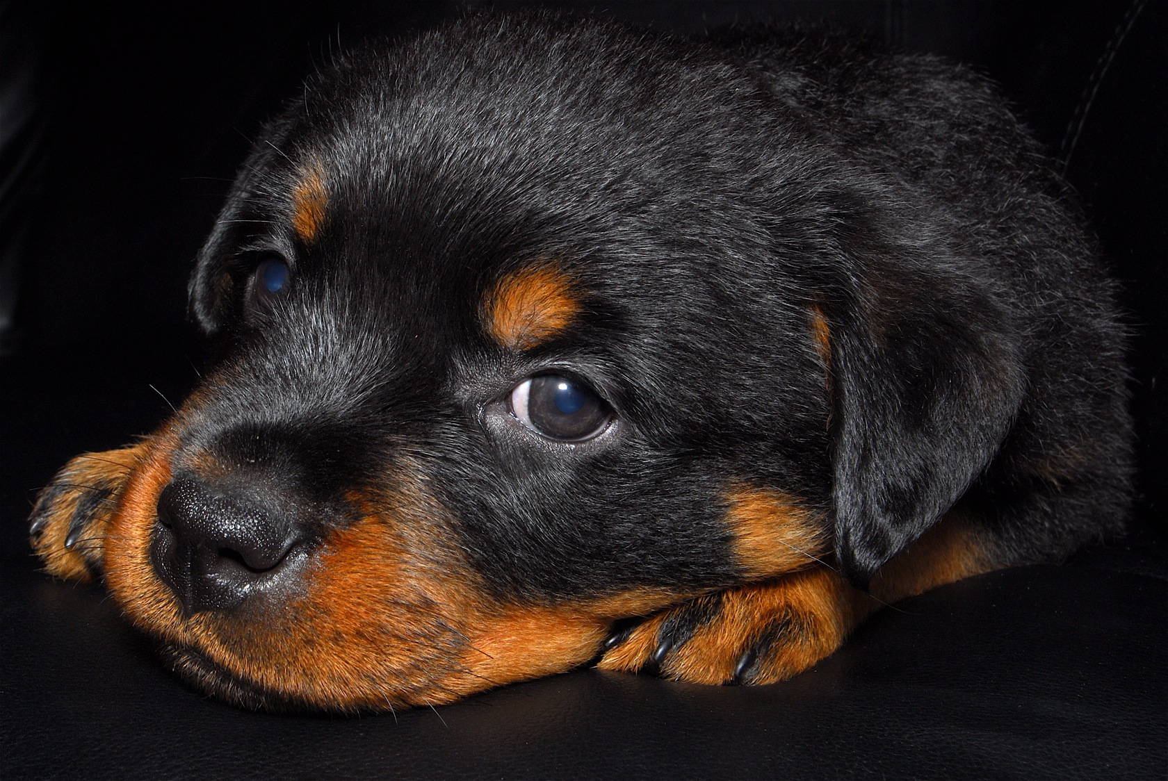 Puppy Dog Animal Rottweiler Wallpaper