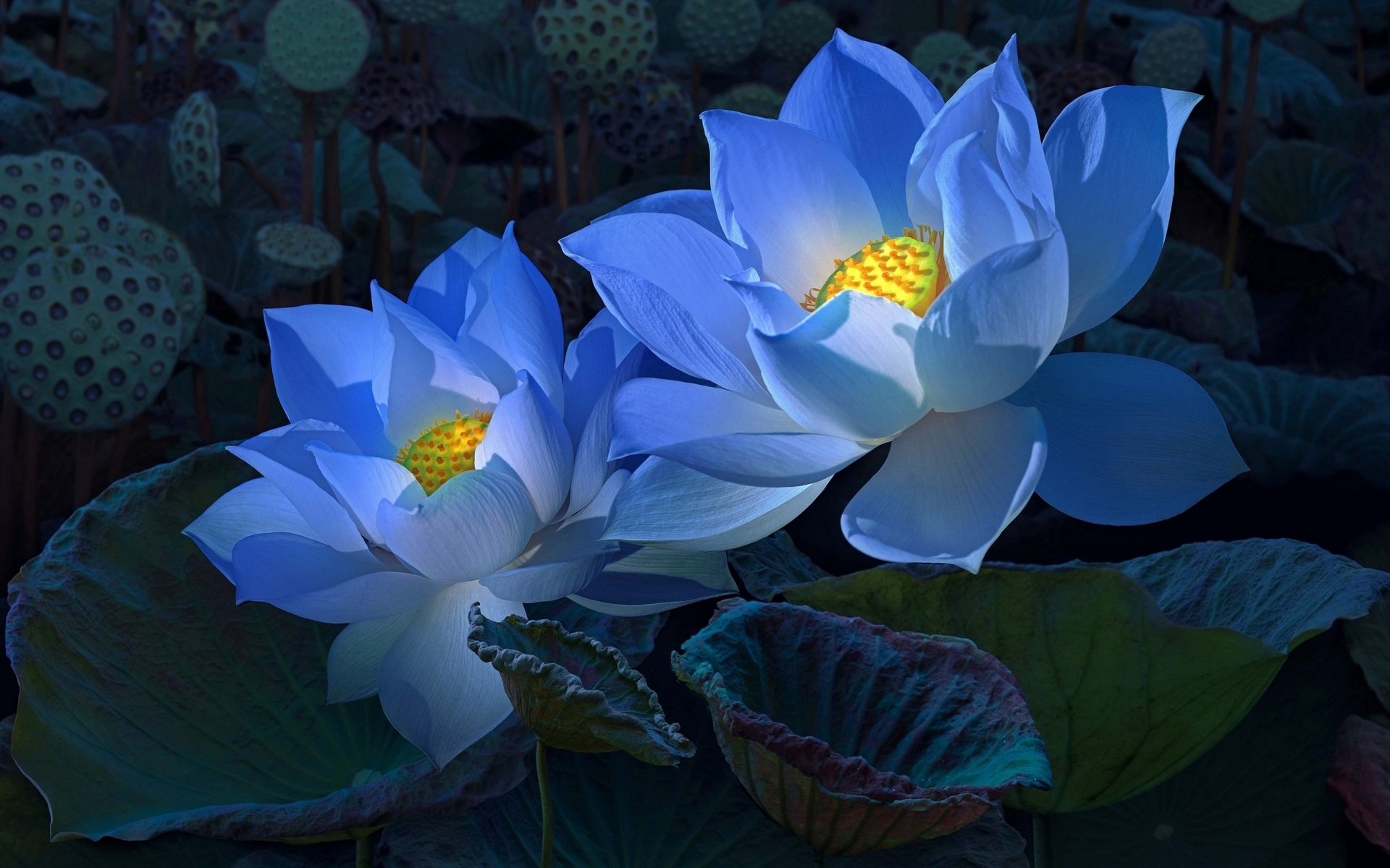 Blue Lotus Bloom HD Wallpaperx1200