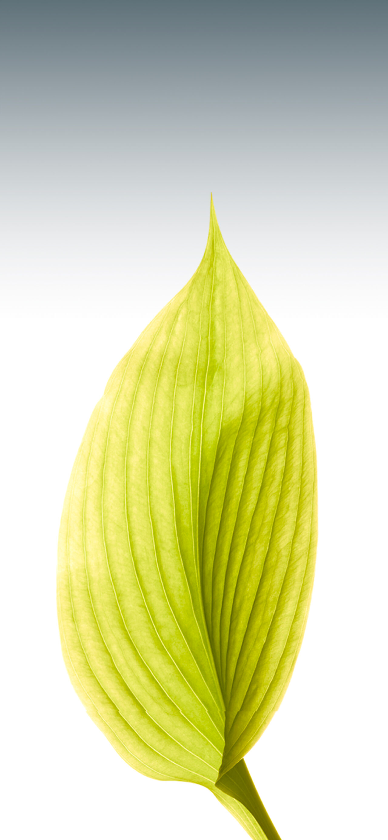 Nostalgic Apple iOS 8 Leaf Wallpaper