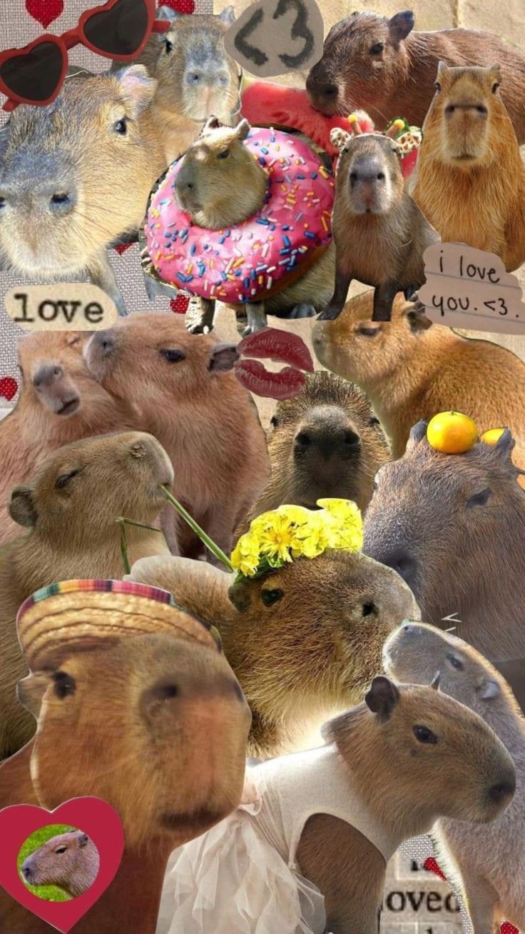 Capybara phone wallpaper