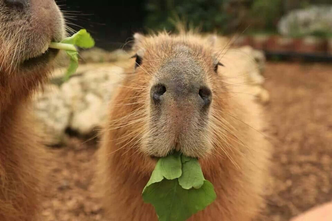 Capybara Picture