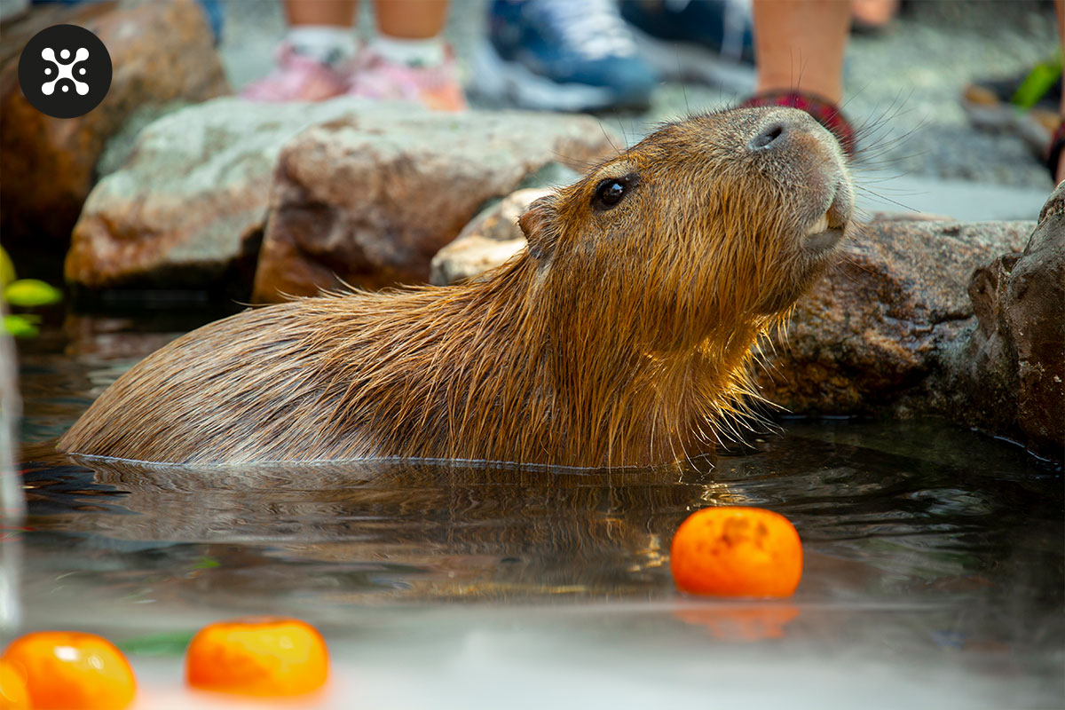 Who is a capybara and why is it so