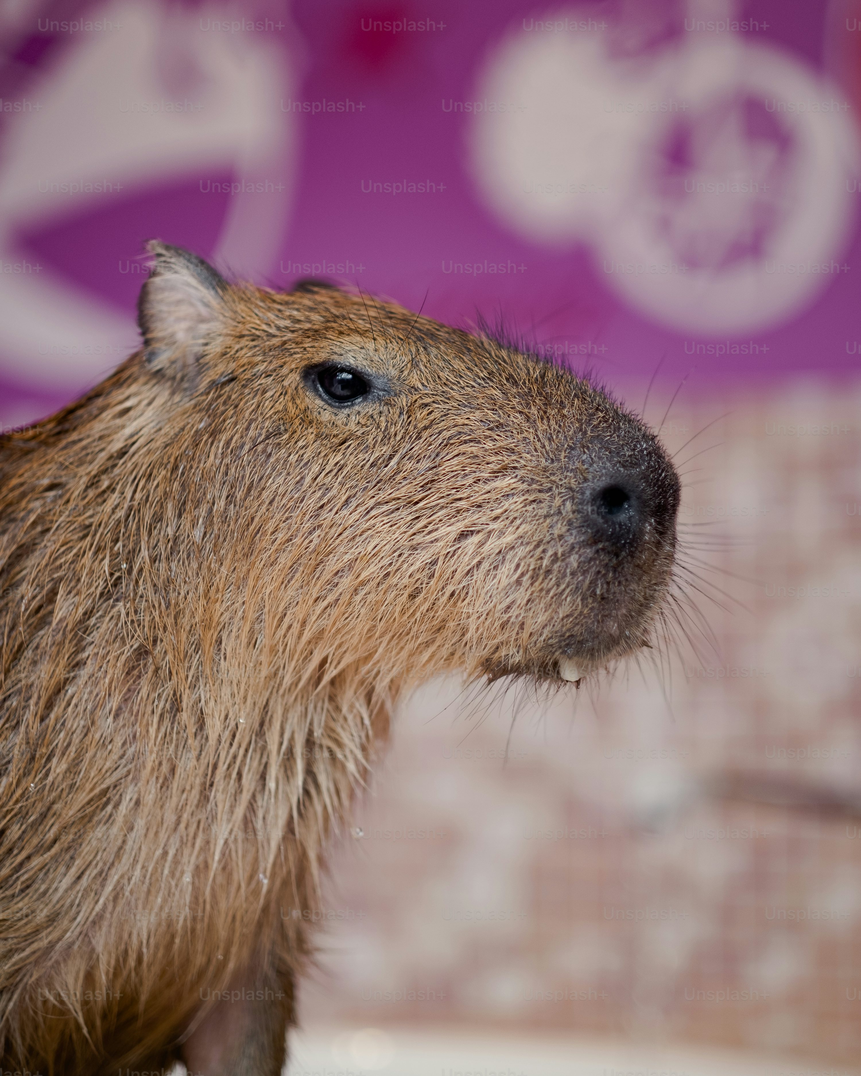 50,Capybara Picture. Download