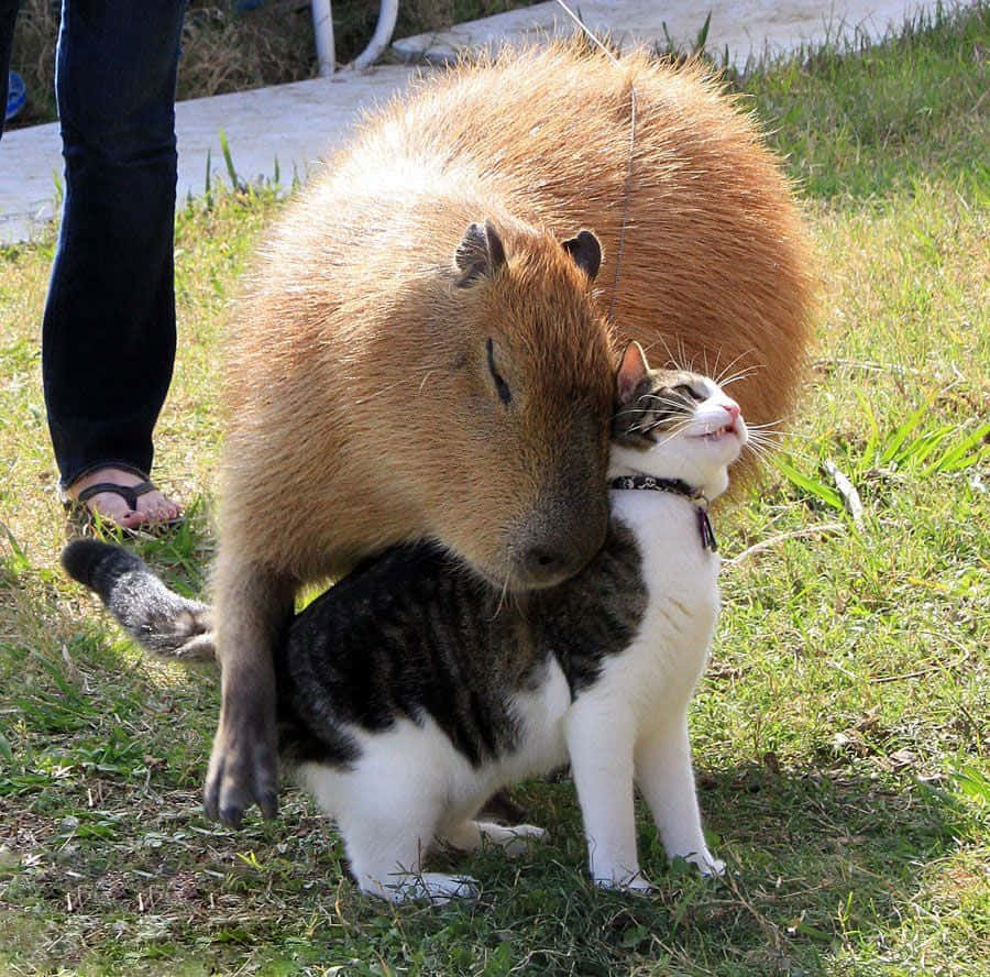 Download Capybaras And Cats