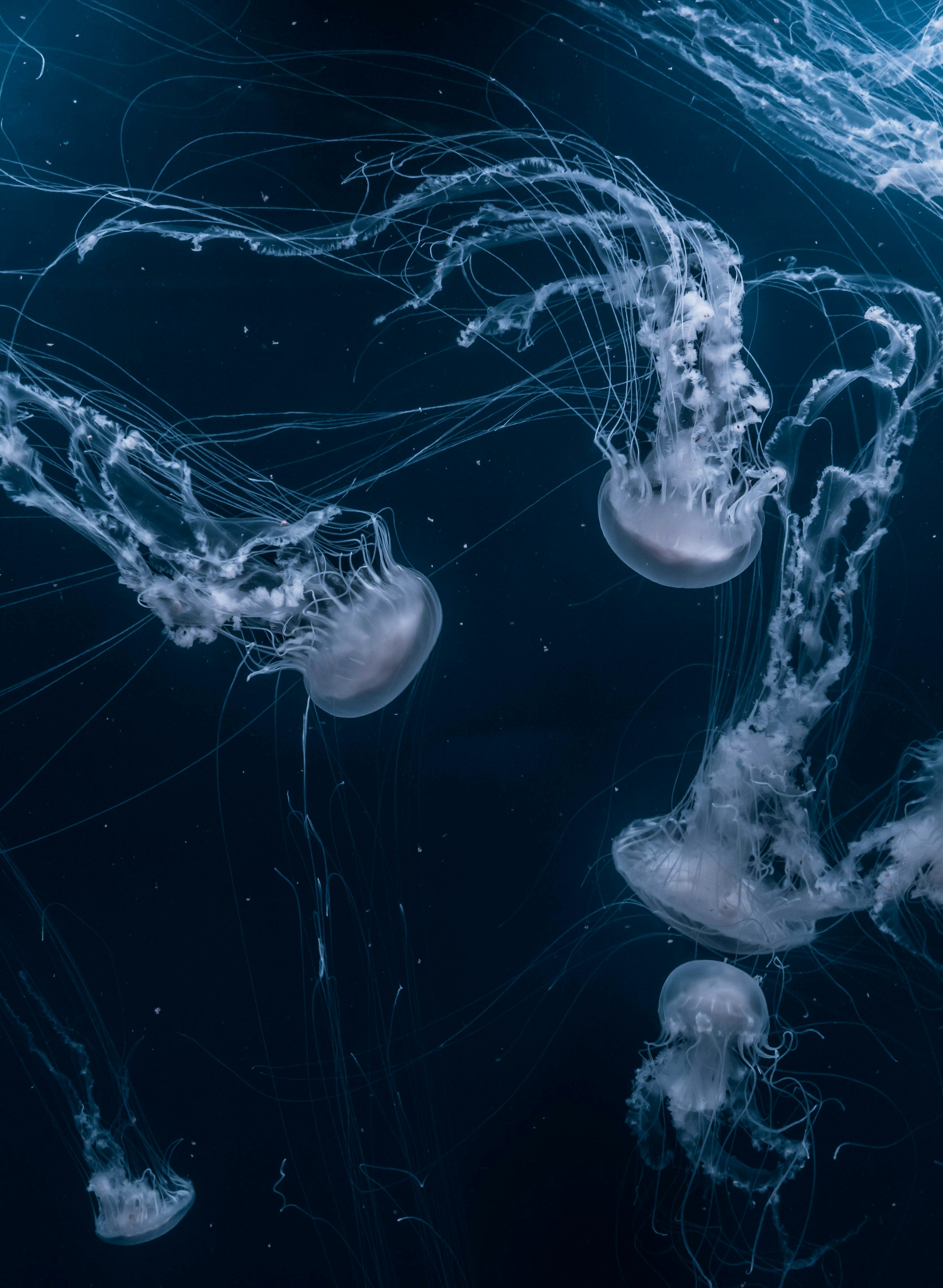 Jellyfish Picture [HD]. Download