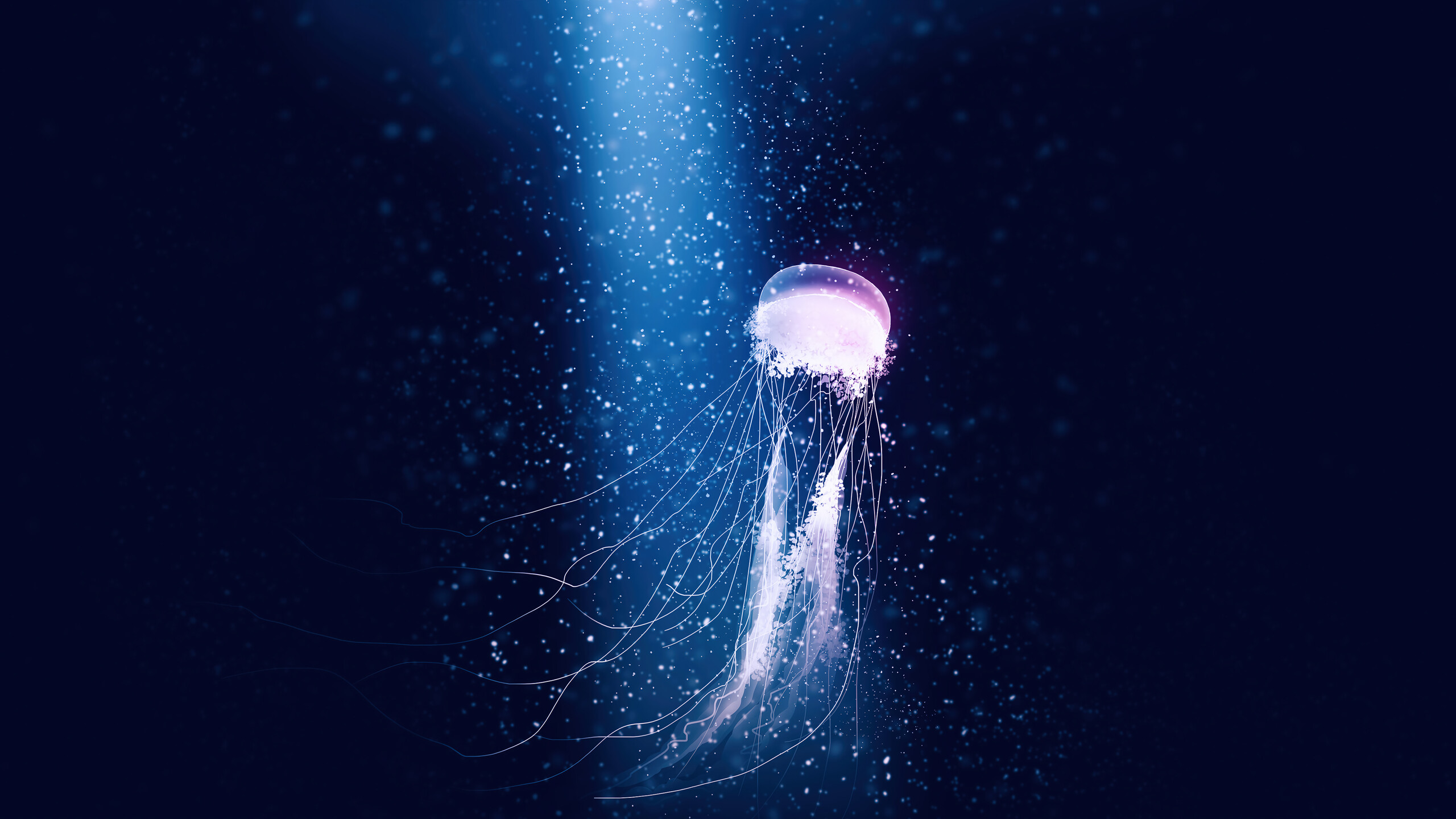 Jellyfish Digital Art Wallpaper 4K HD