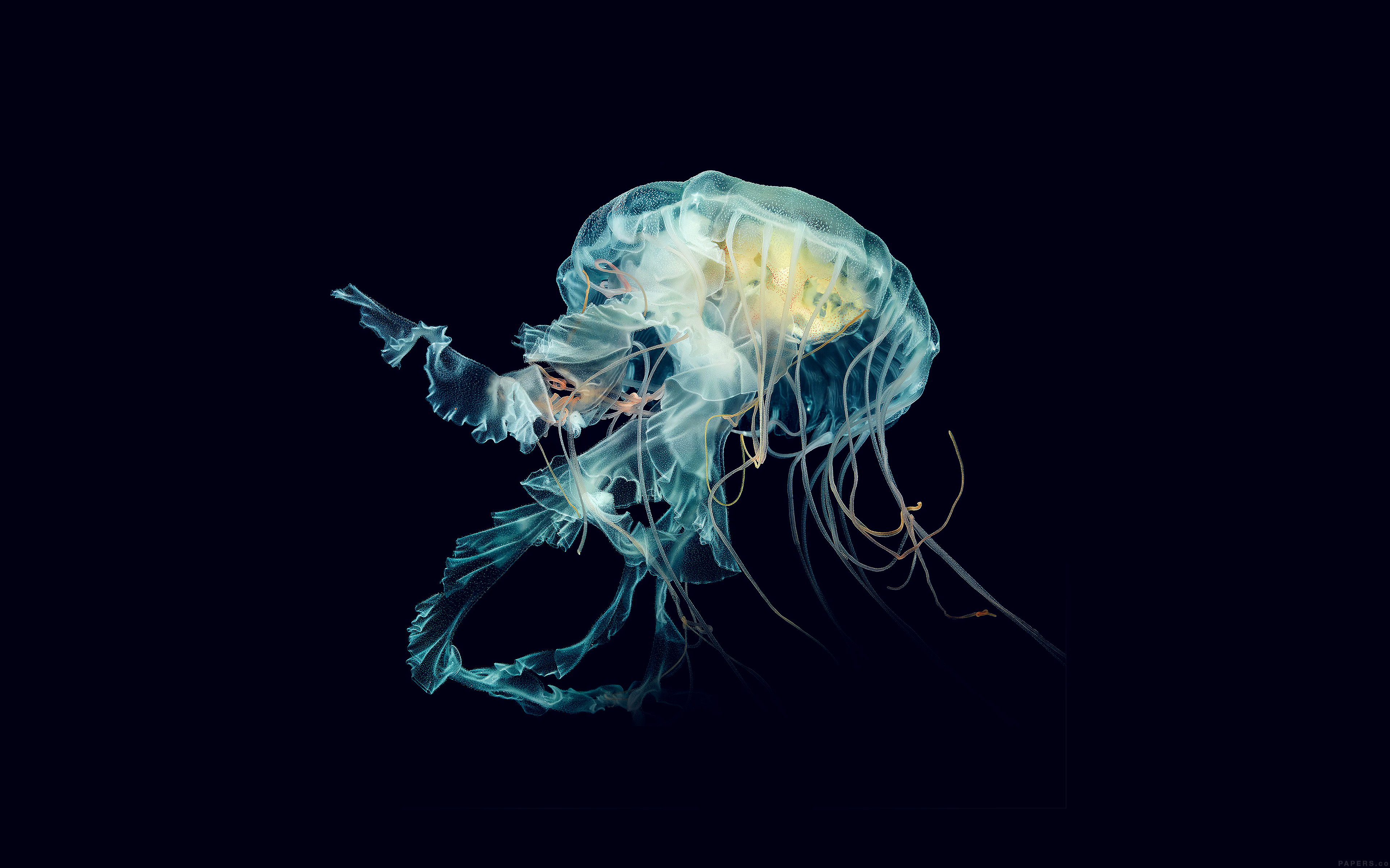 Apple Watch Wallpaper Jellyfish