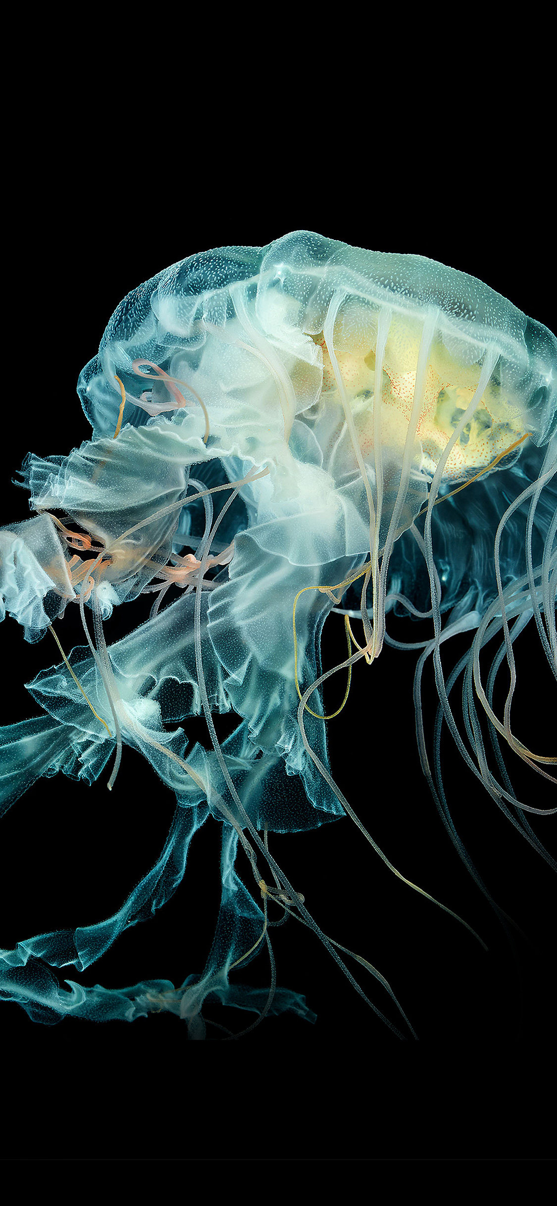 Wallpaper Jellyfish Art Nature