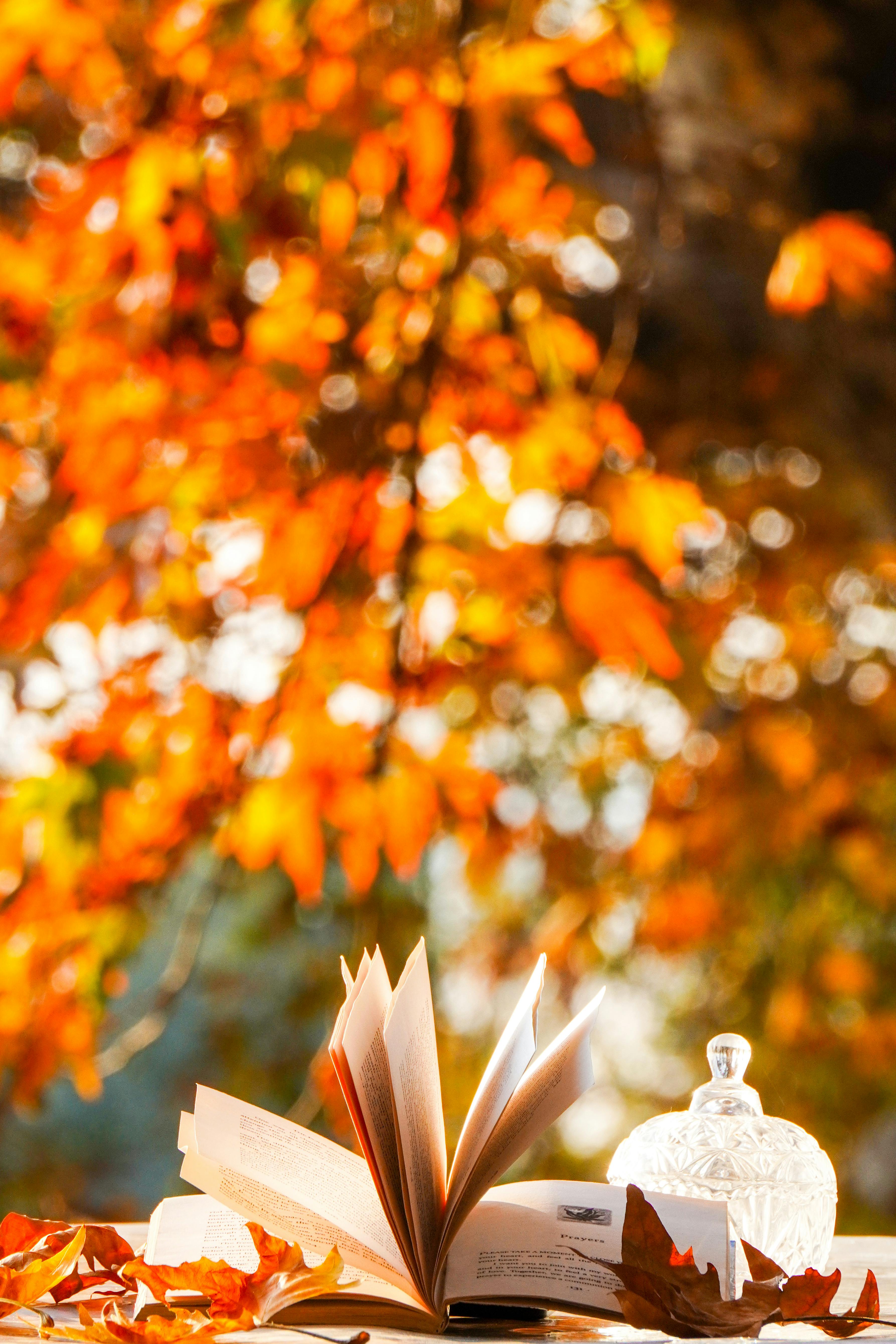 Book in a Forest in Fall · Free