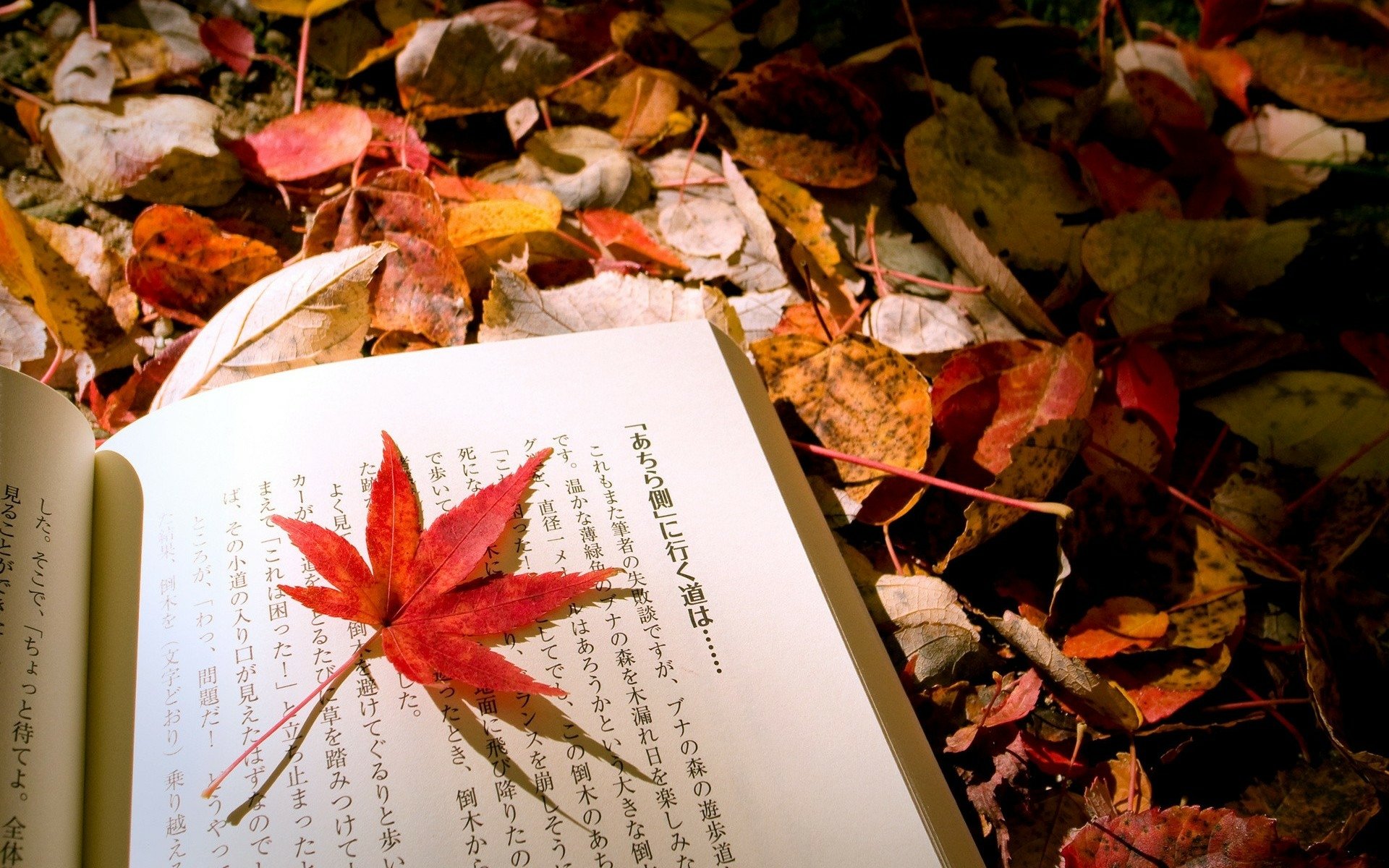 Hiragana Fall Man Made Book HD Wallpaper