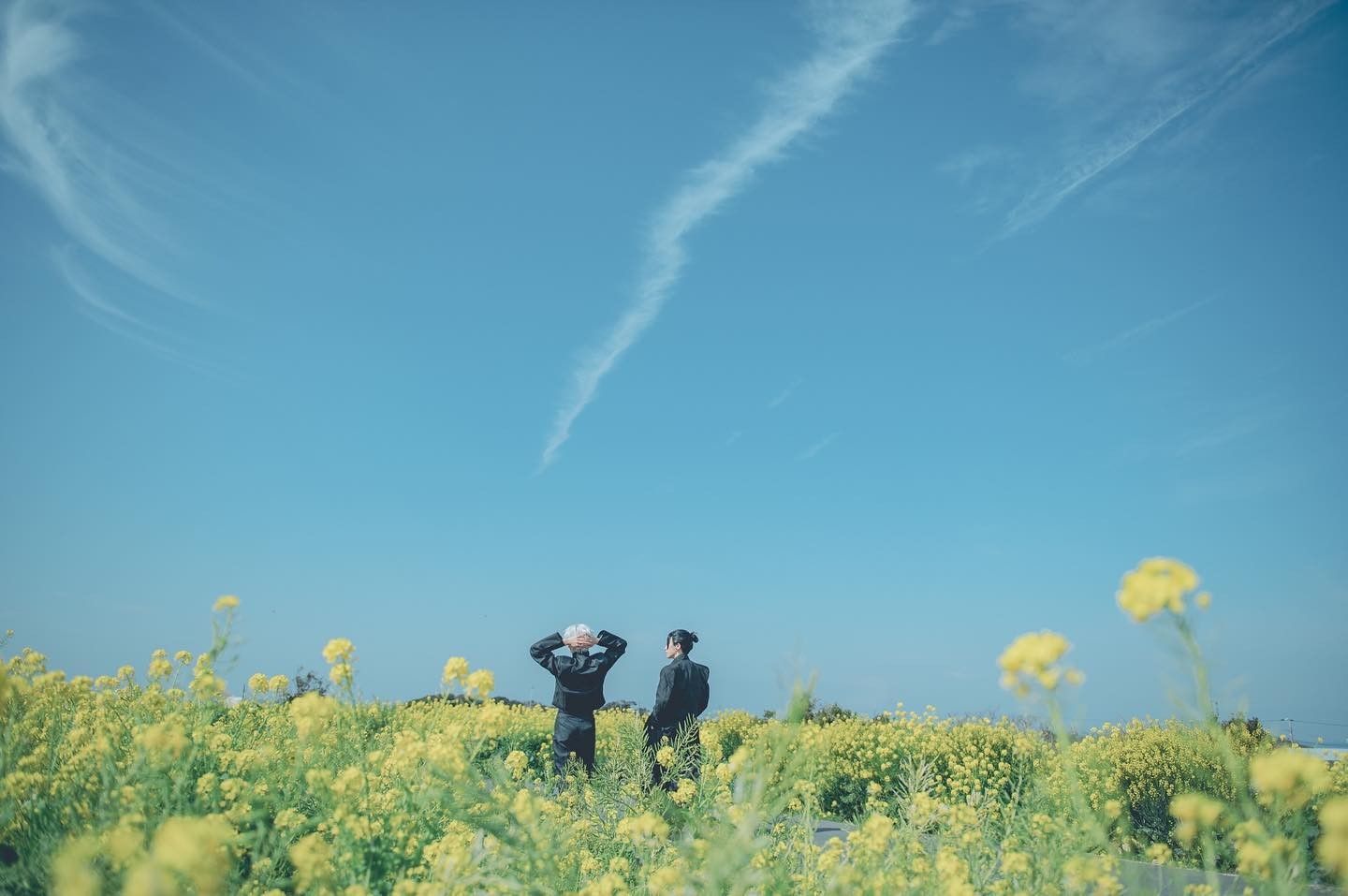 SatoSugu in a field of dandelions