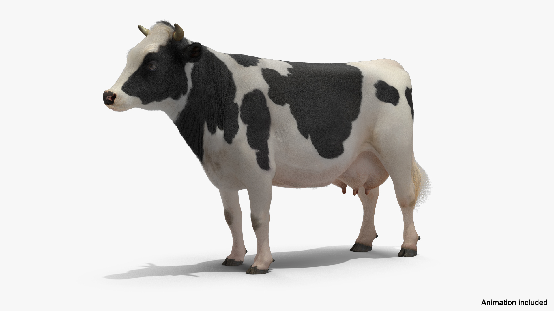 3D Grass Eating Cow Animal