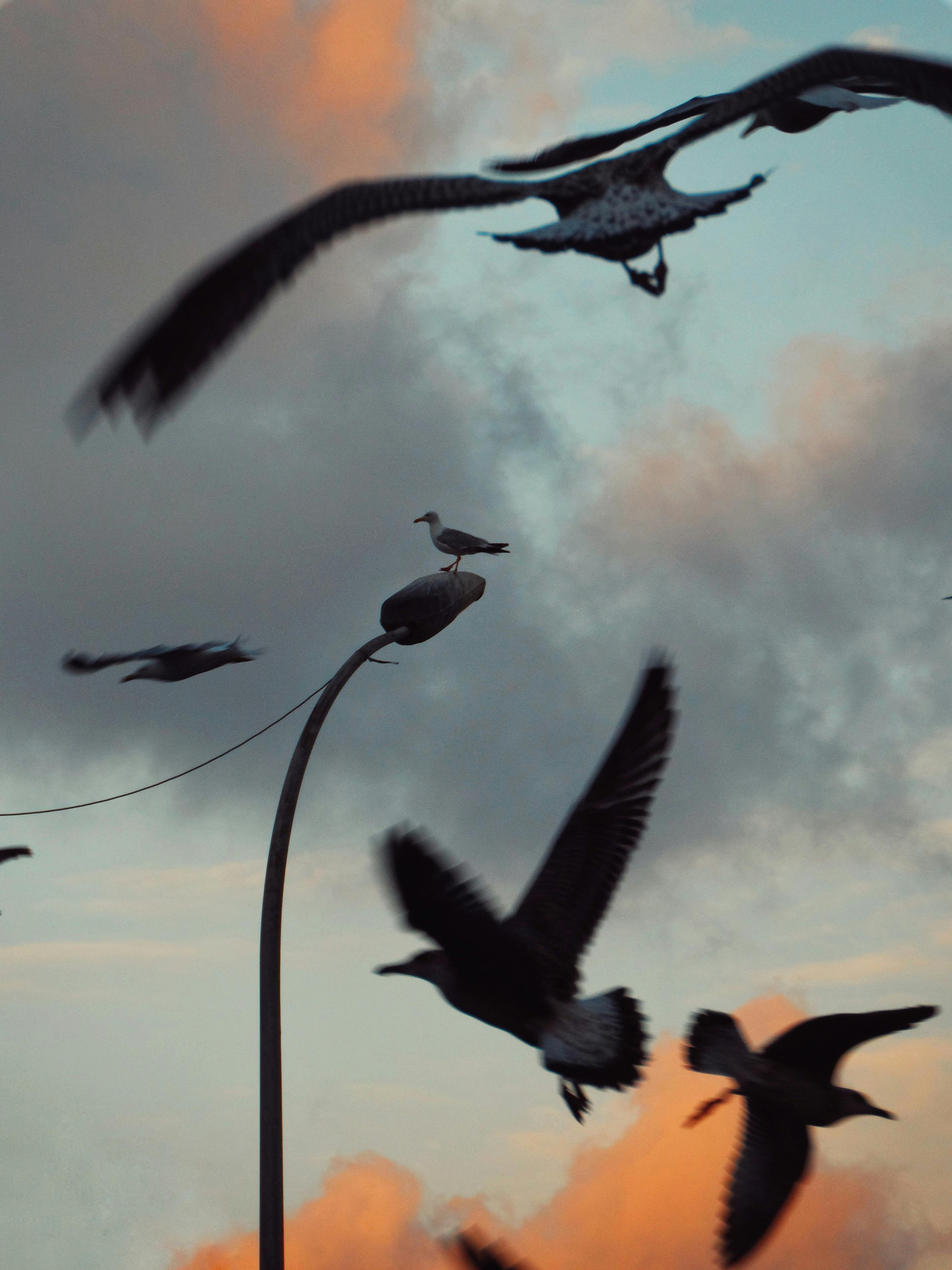 Birds Flying in the Sky · Free