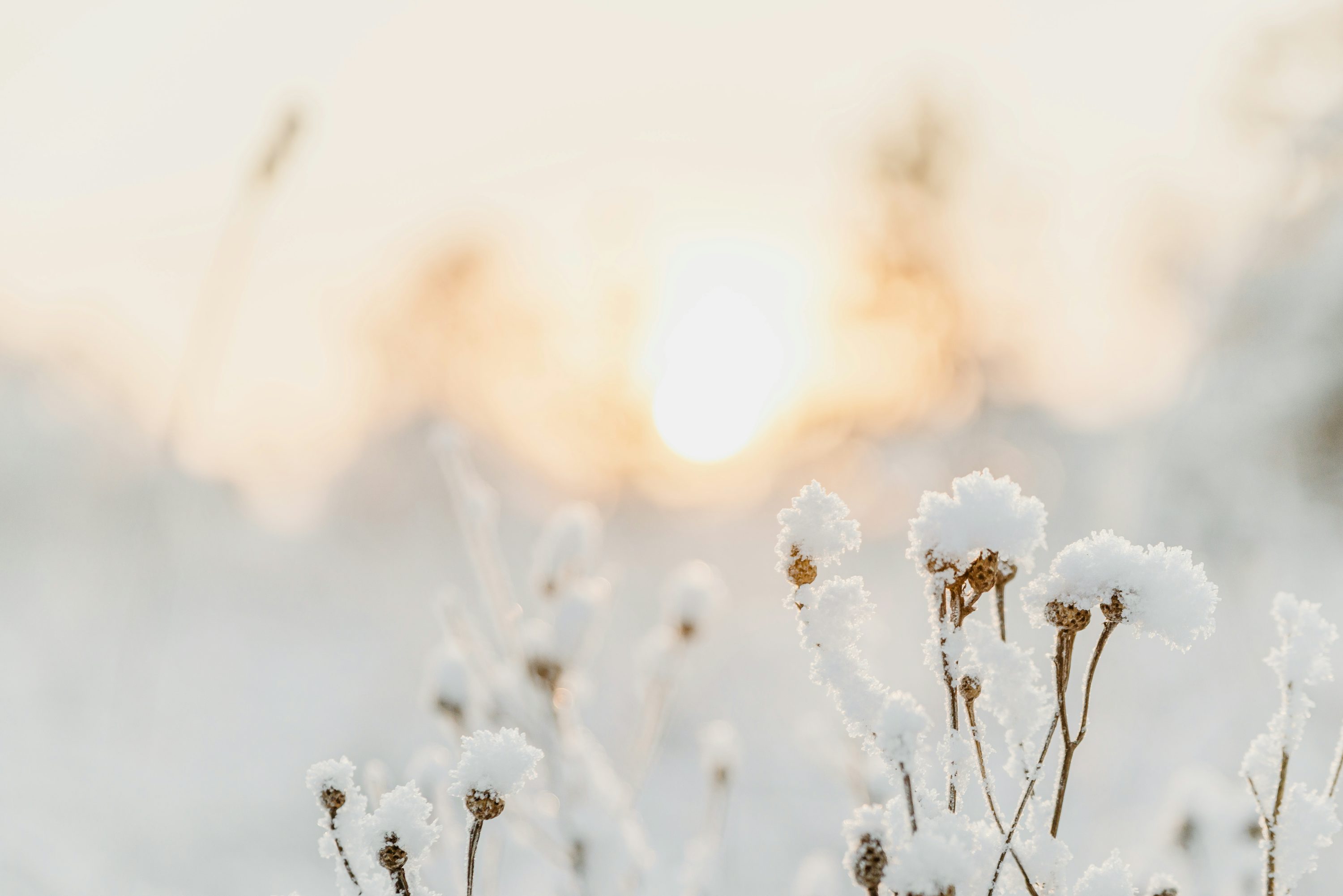 A close up of some flowers photo