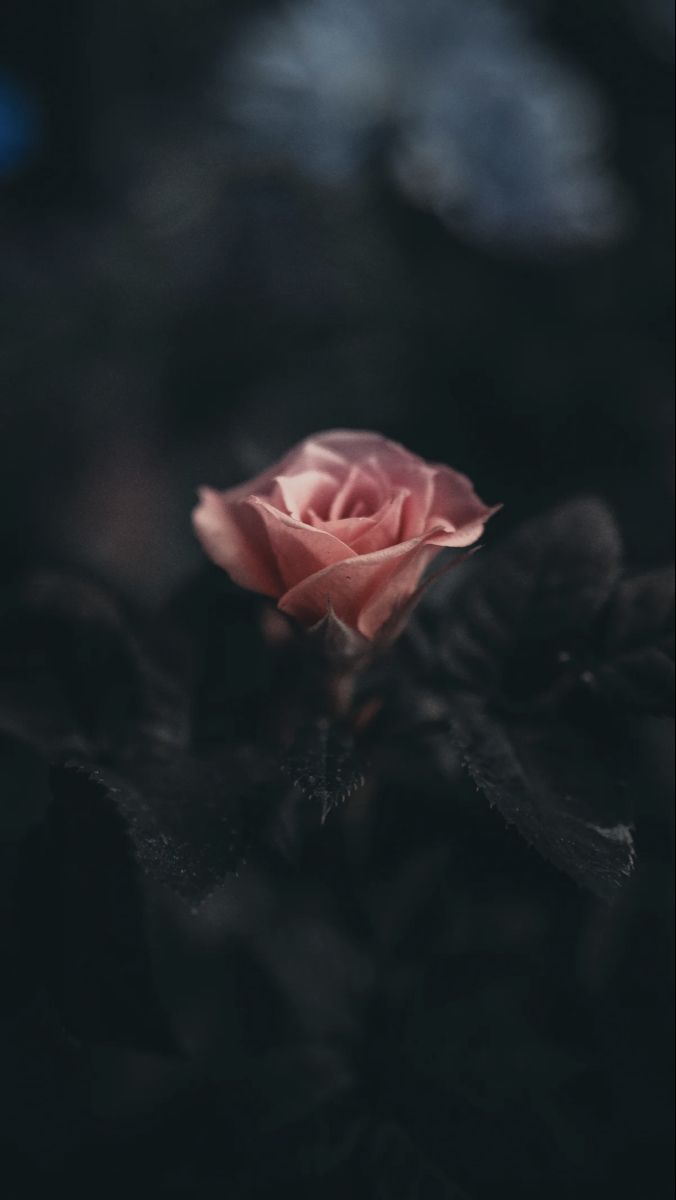 Dark Flower Aesthetic Wallpaper. Free Download Darlin'