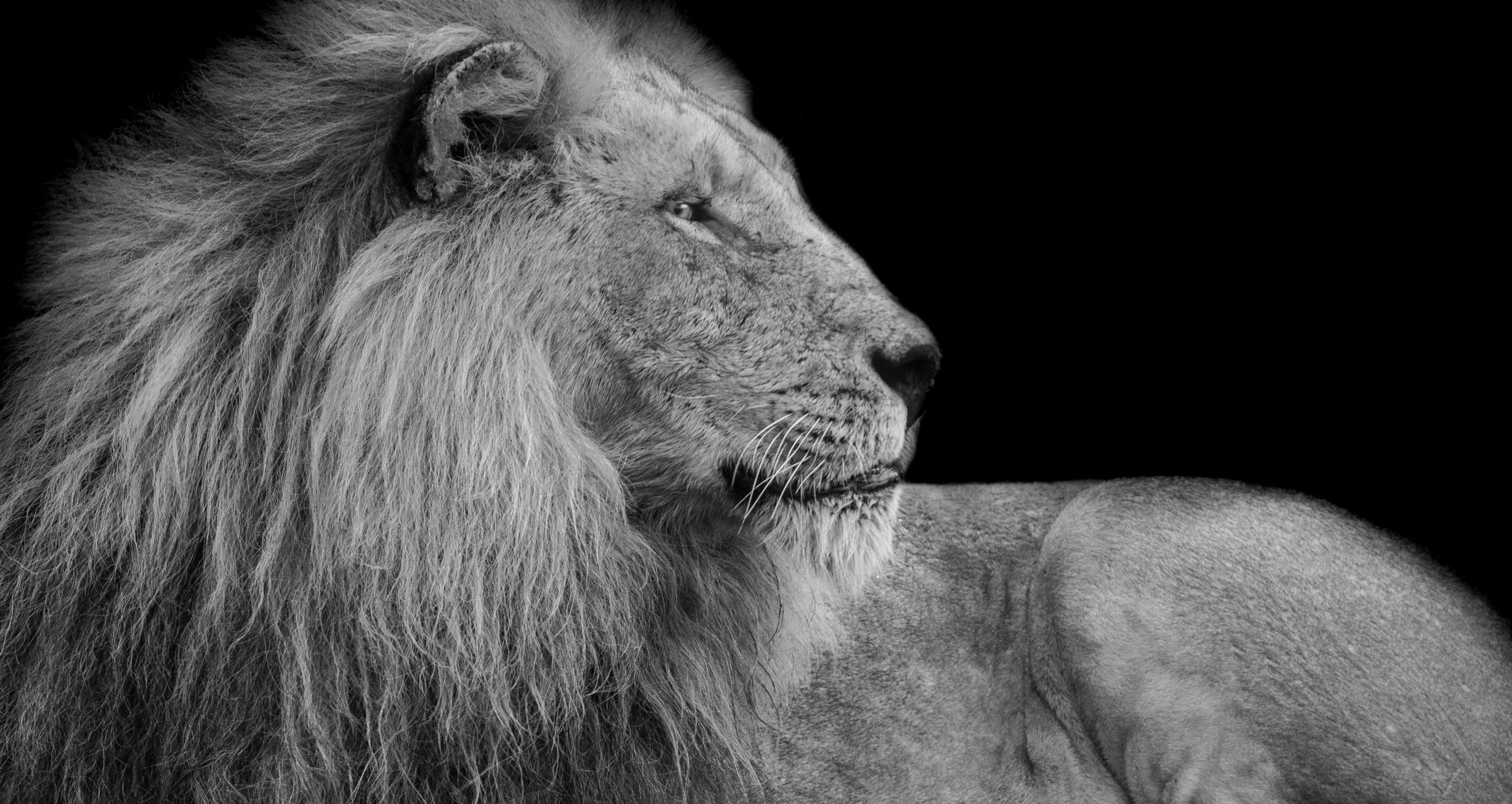 Lion Picture & Image. Download