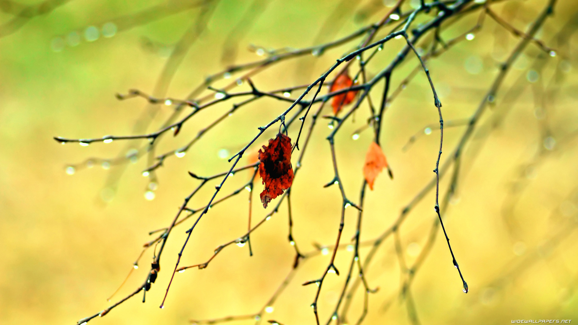 Autumn desktop wallpaper HD and wide