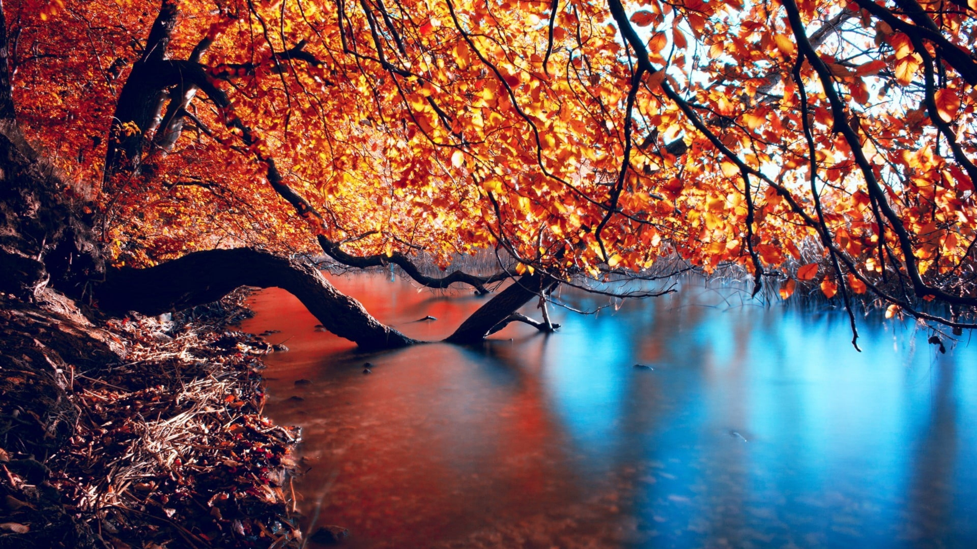Download wallpaper 1920x1080 autumn