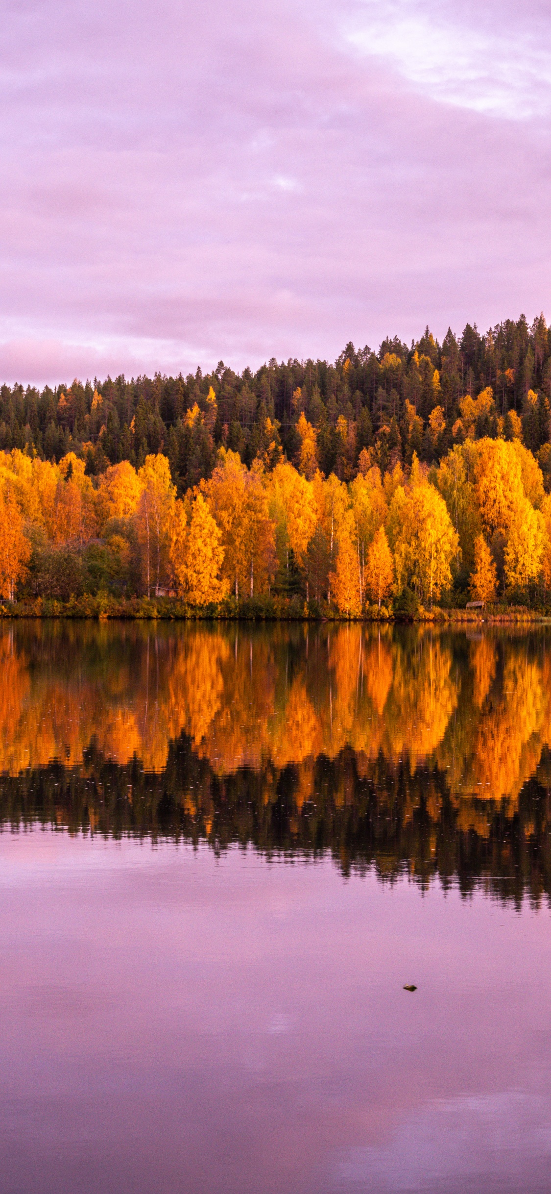 Autumn trees Wallpaper 4K, 8K, Forest