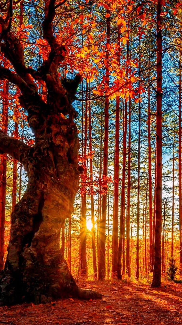 Beautiful autumn sunset forest, trees