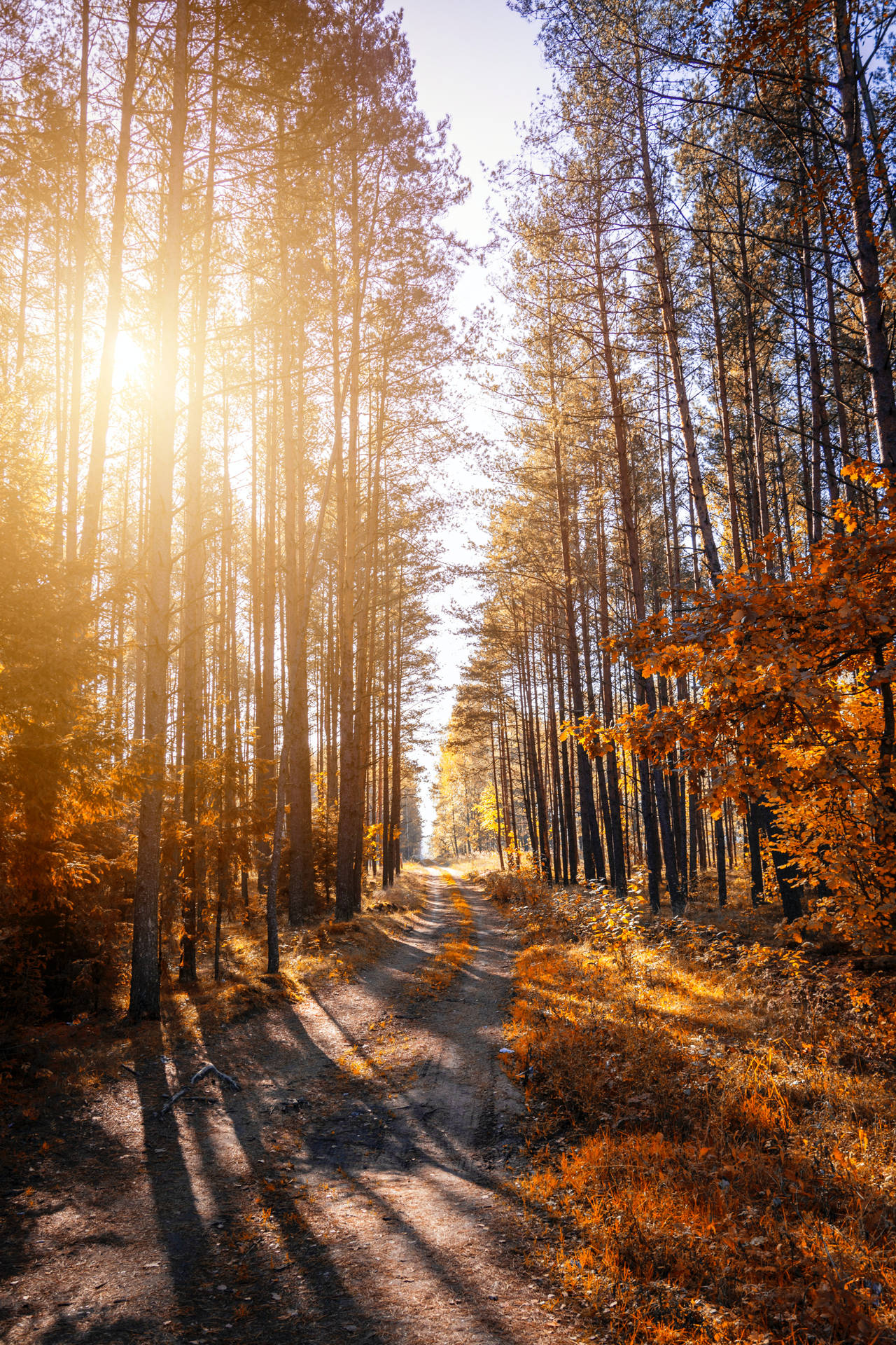 iPhone 4k Autumn Tree Line Wallpaper