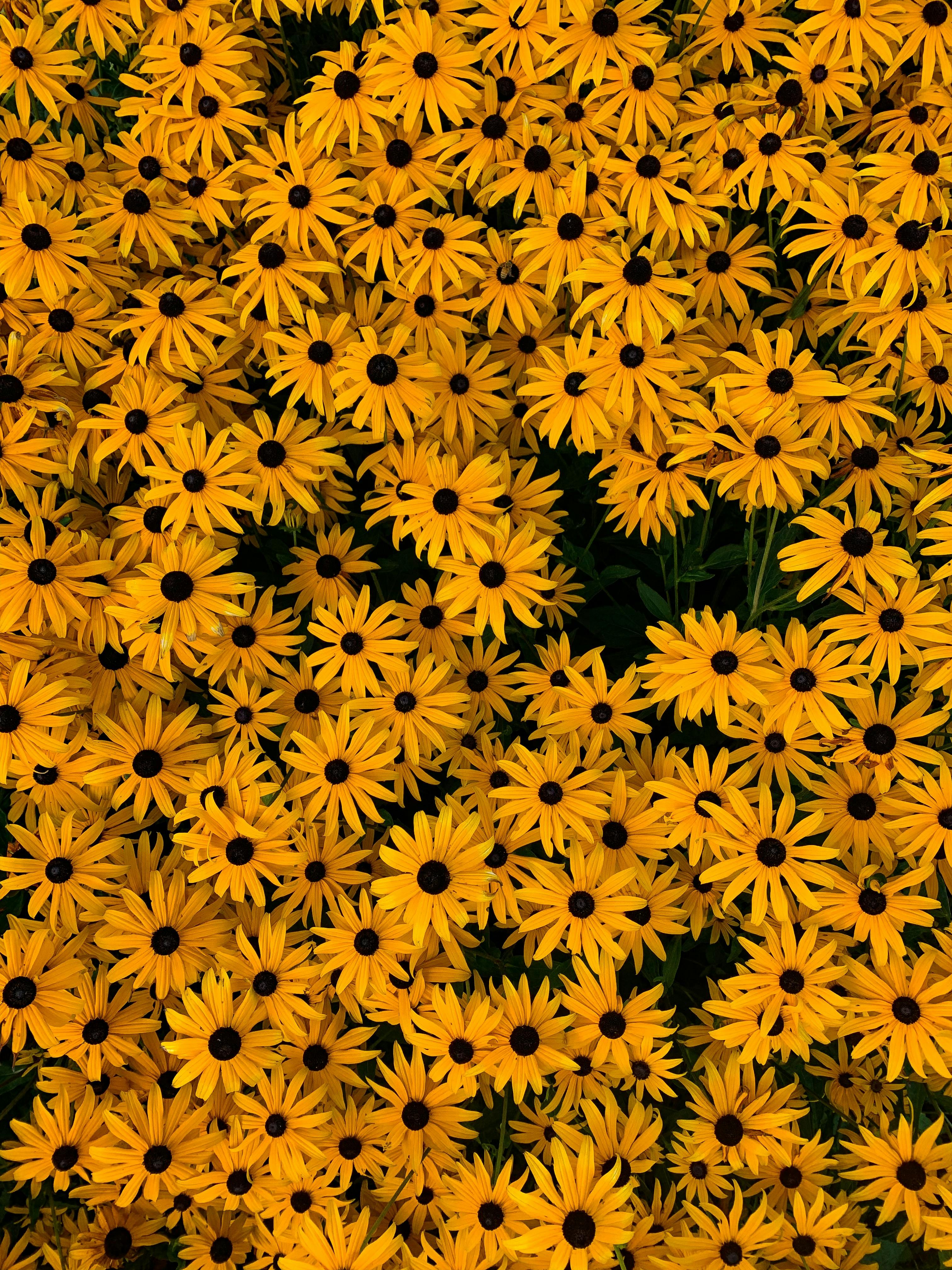 Yellow Wallpaper Photo, Download The BEST Free Yellow Wallpaper & HD Image