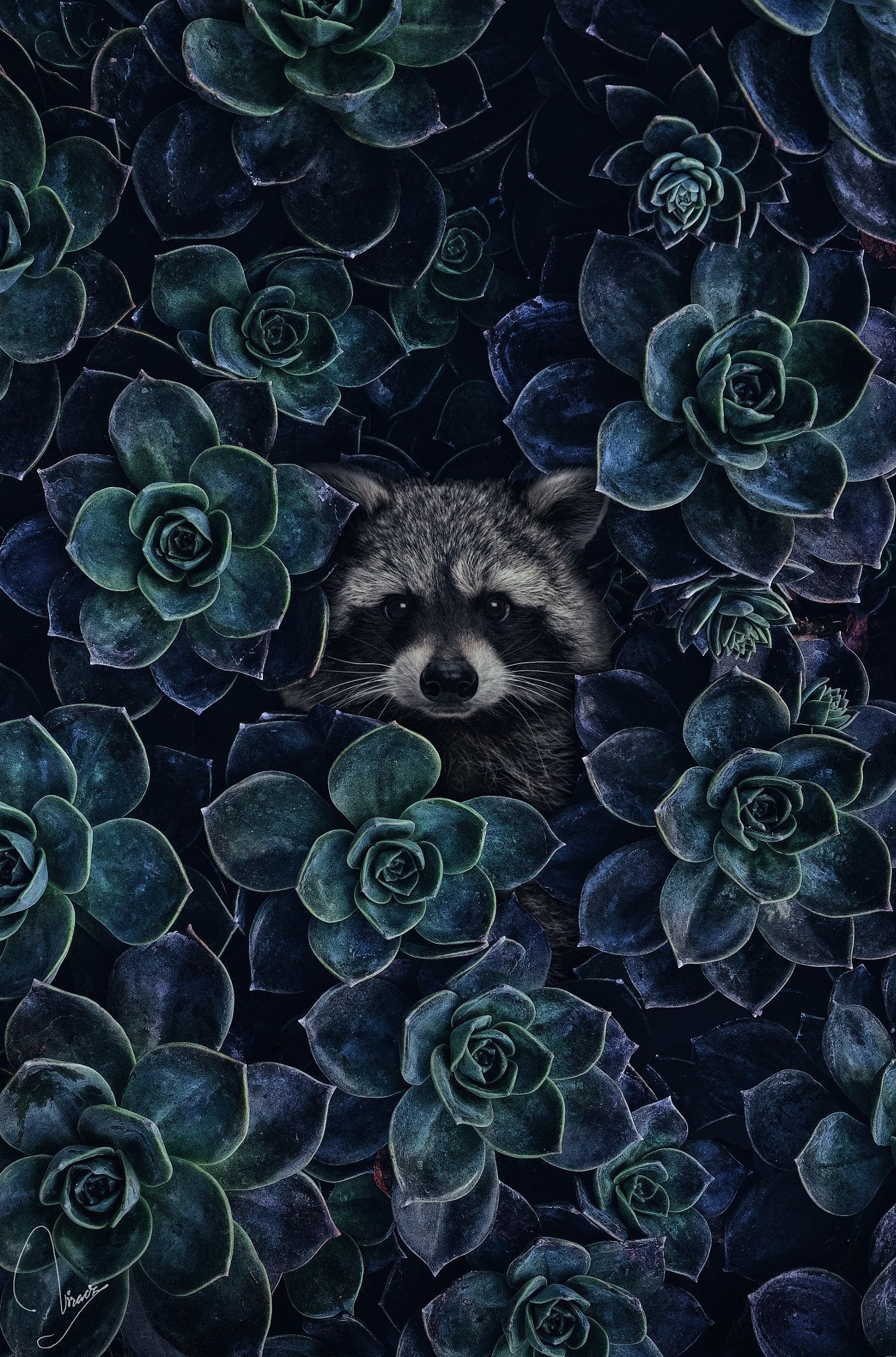 Raccoon Wallpaper