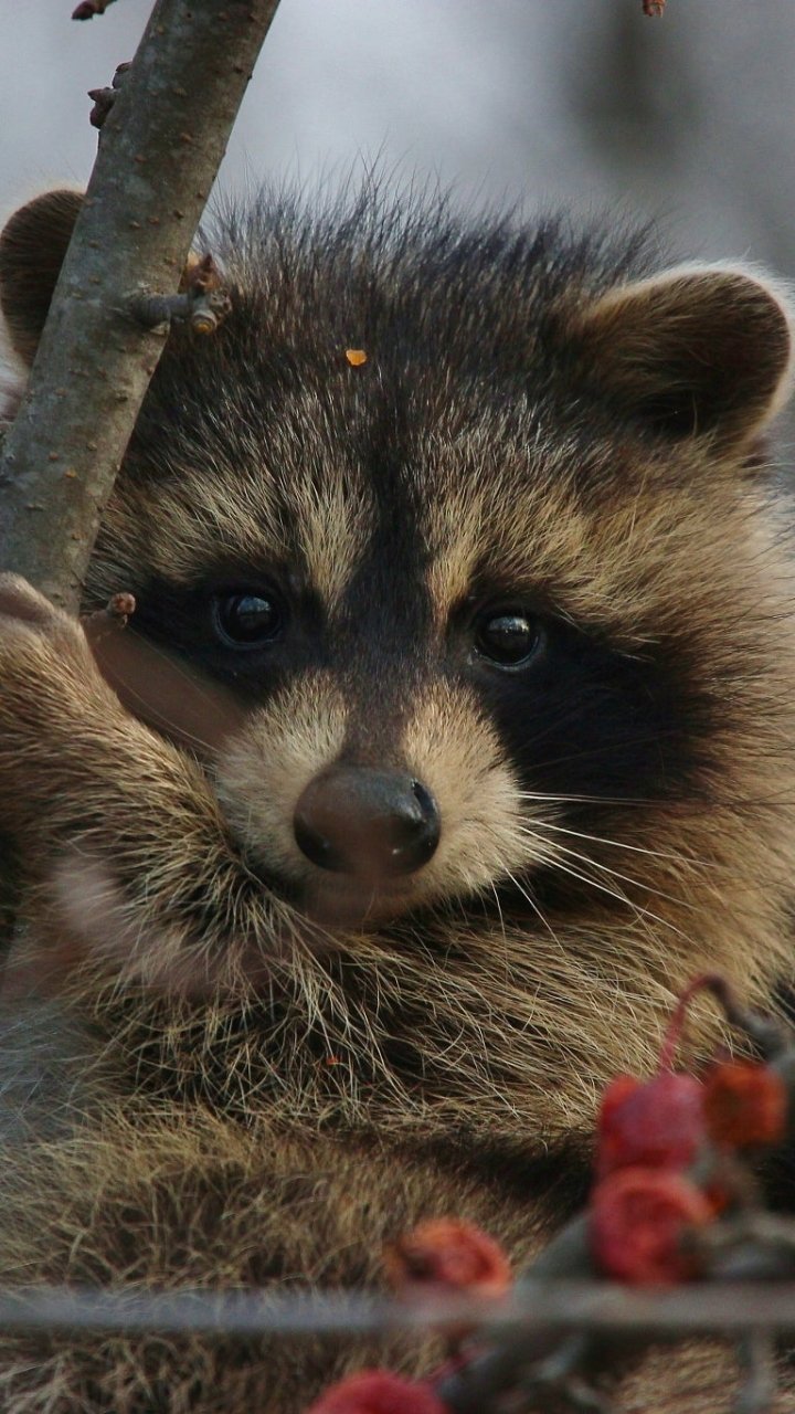 Stare Animal Raccoon Phone Wallpaper
