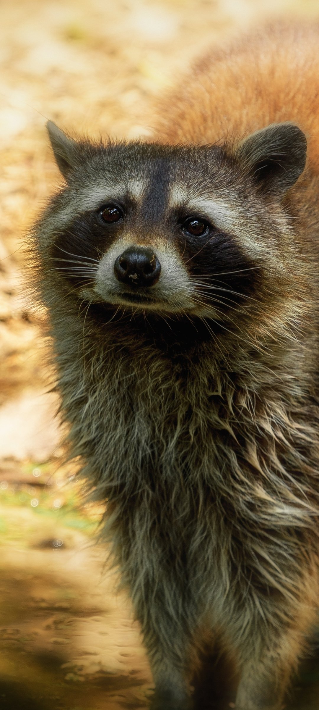 Download Animal Raccoon Phone Wallpaper