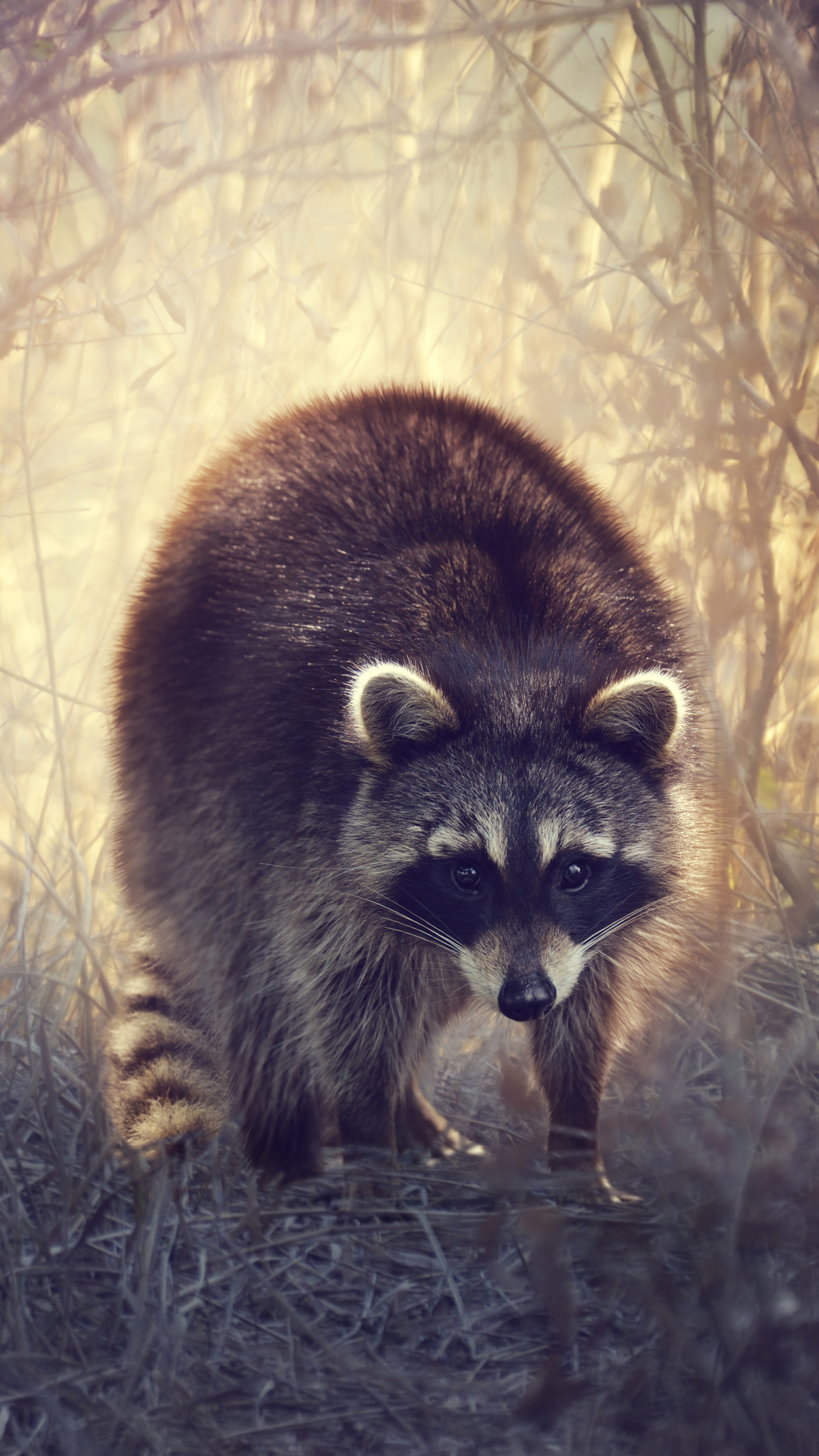 Raccoon Phone Wallpaper
